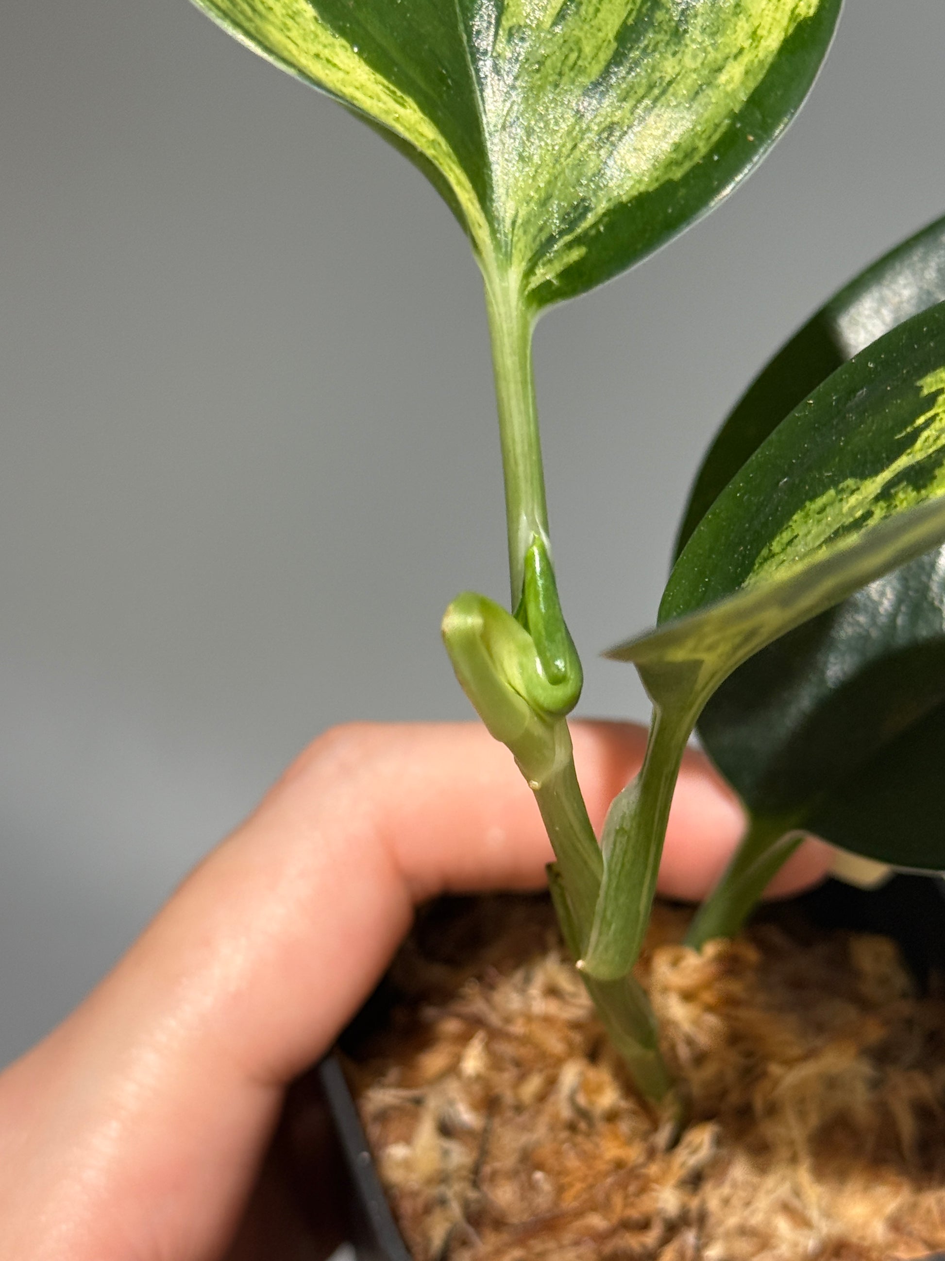 スキンダプサス トレビー ダークフォーム イエロー斑入り/Scindapsus darkform yellow var.(1)