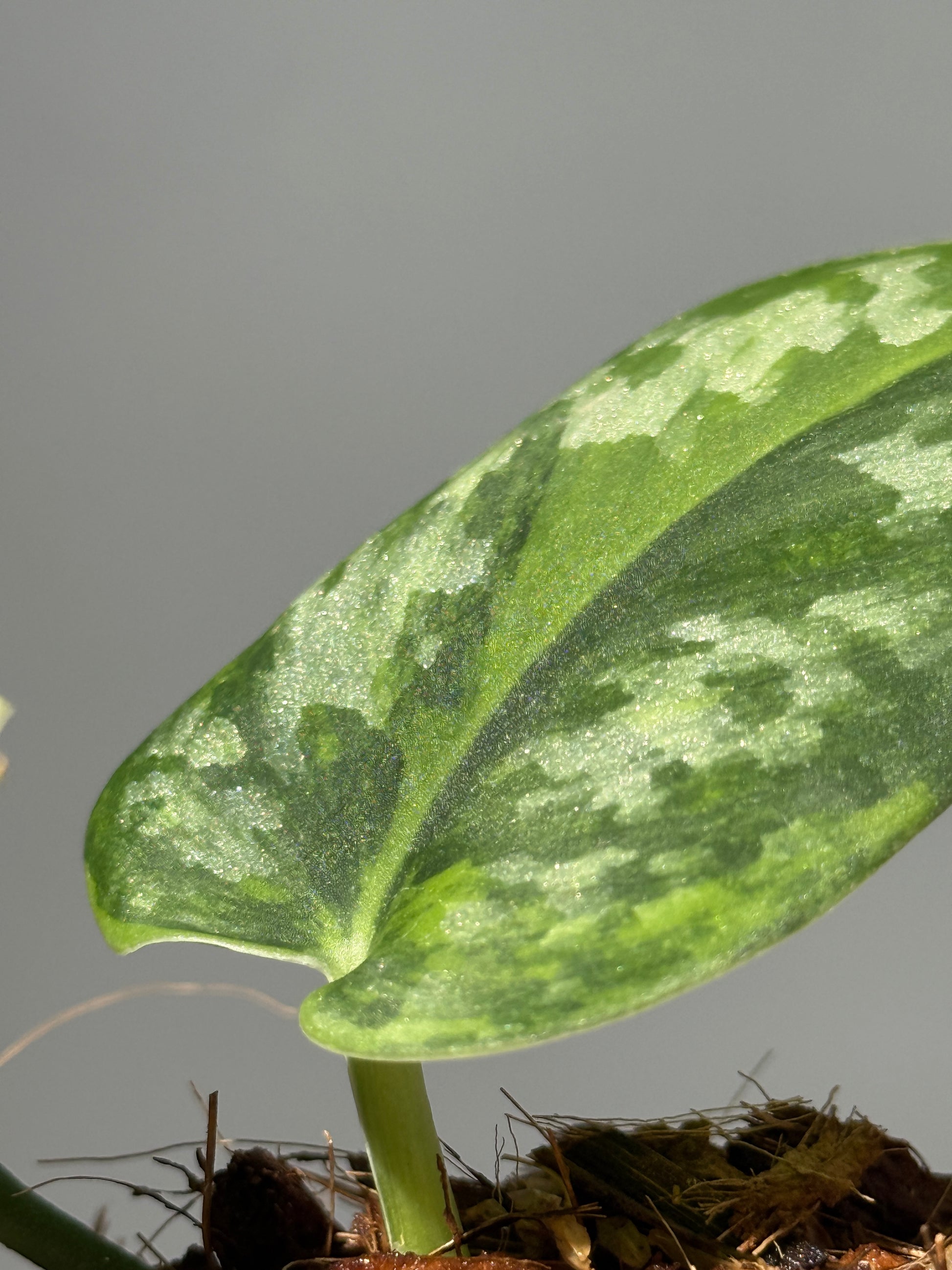 スキンダプサス グリーン エキゾチカ グリーオングリーン Sp.カプアス / Scindapsus Exotica GOG Sp.Kapuas (1)