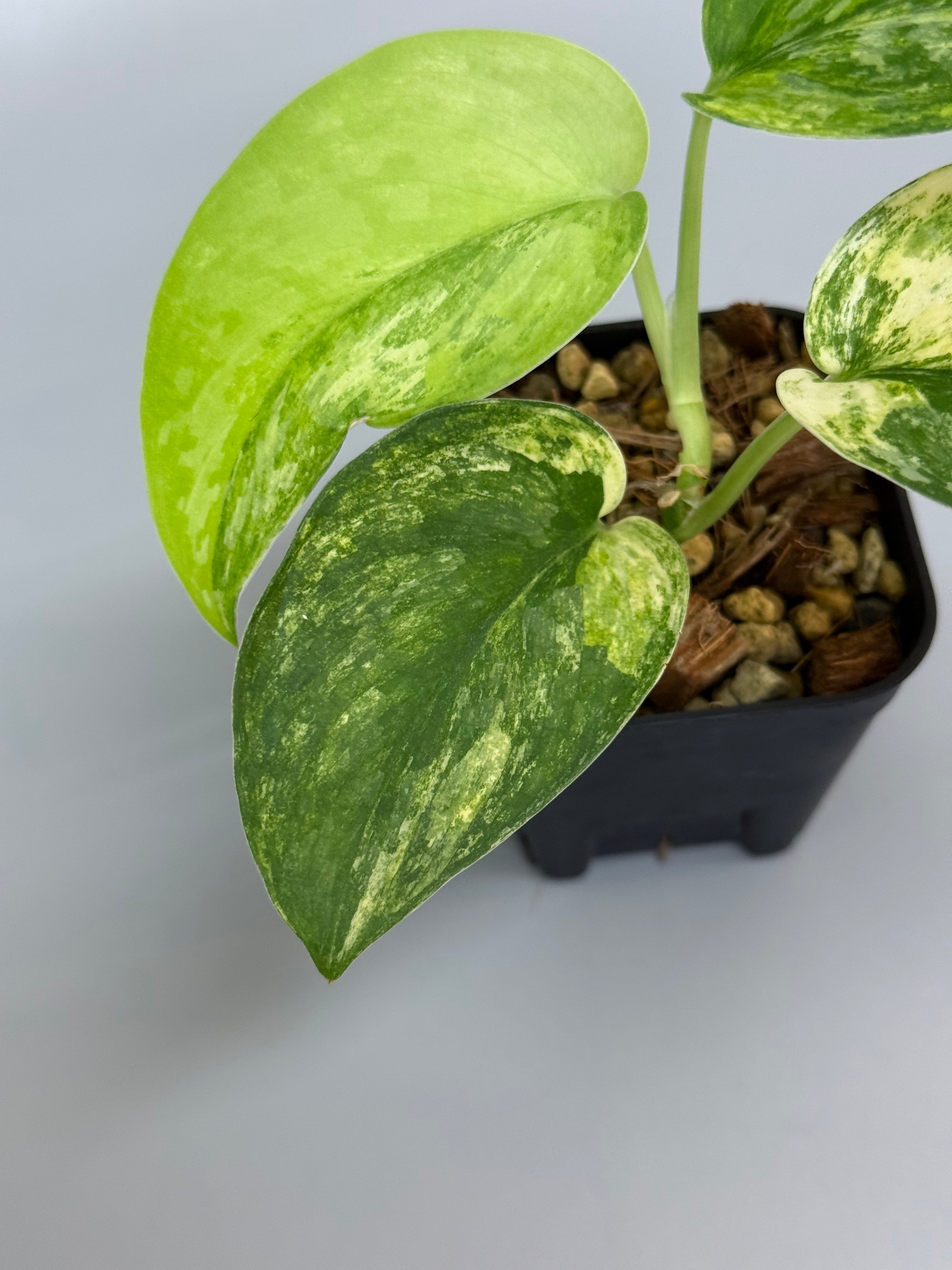 スキンダプサス　エキゾチカトリカラー スキンダプサス エキゾチカ トリカラー / Scindapsus exotica tricolor