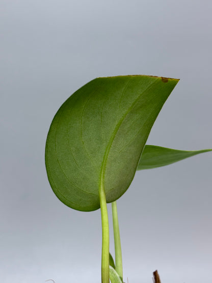 スキンダプサス グリーン エメラルド / Scindapsus green emerald (1)