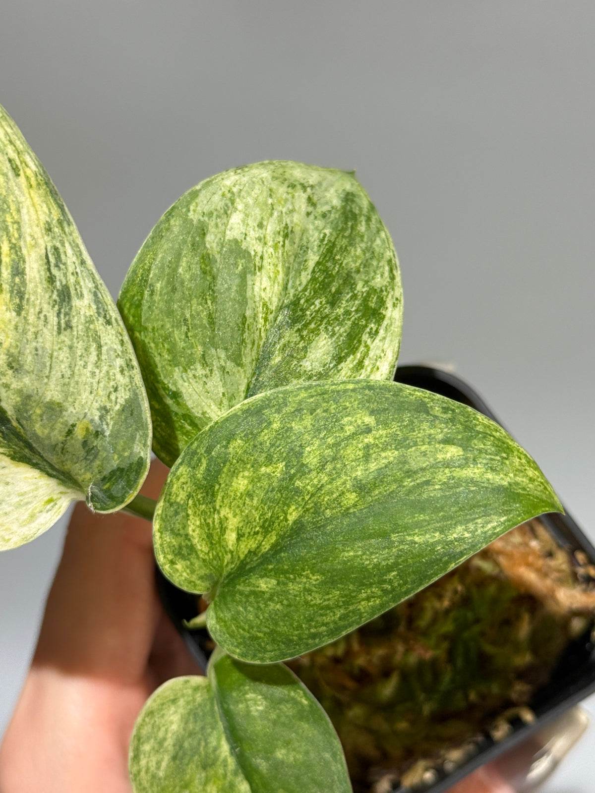 スキンダプサス シリワンギ トリカラー  / Scindapsus Siliwangi tricolor (2)