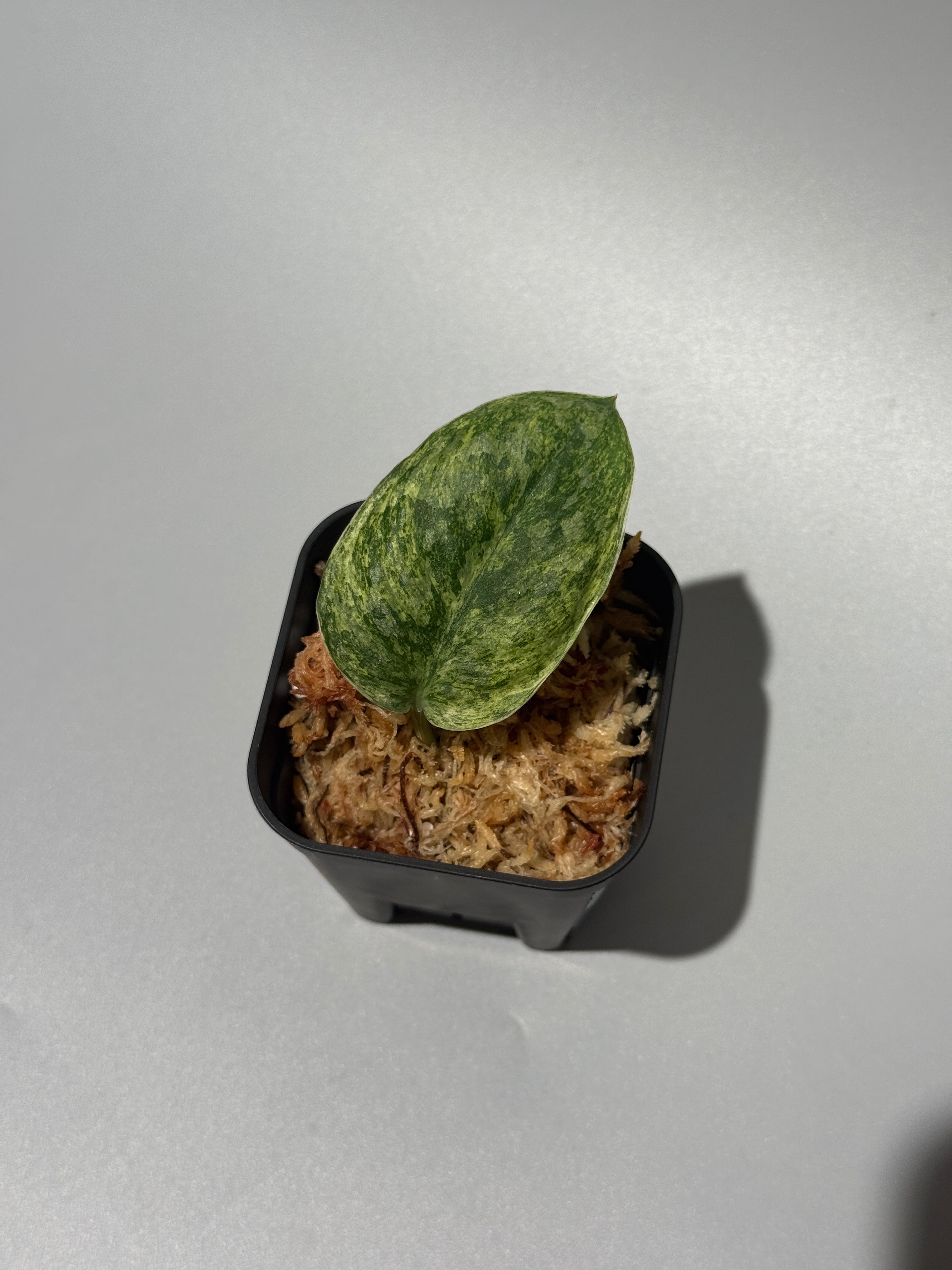 All Plants – Nakayama-Plants