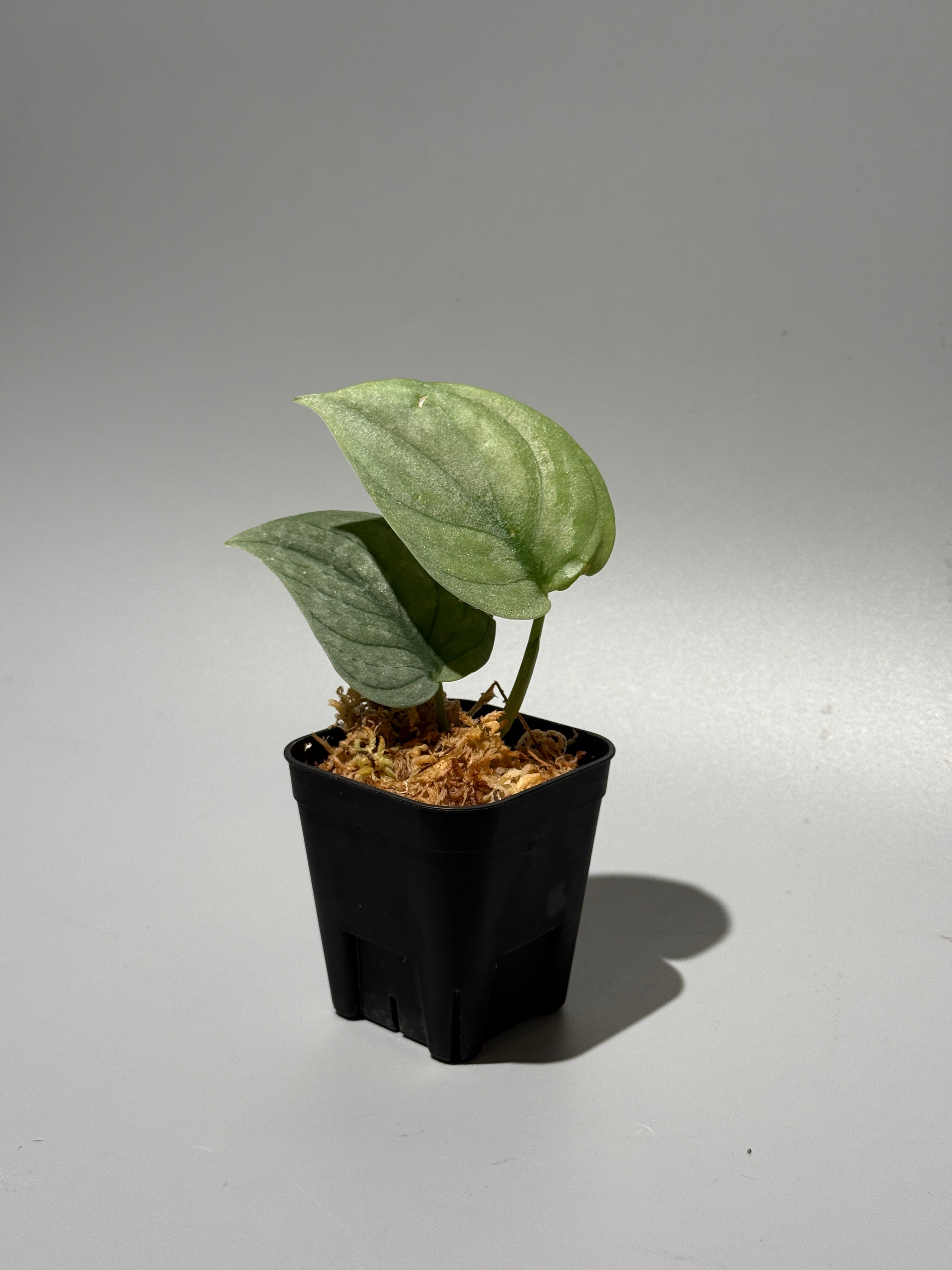 Nakayama Plants公式オンラインストア｜スキンダプサス専門店