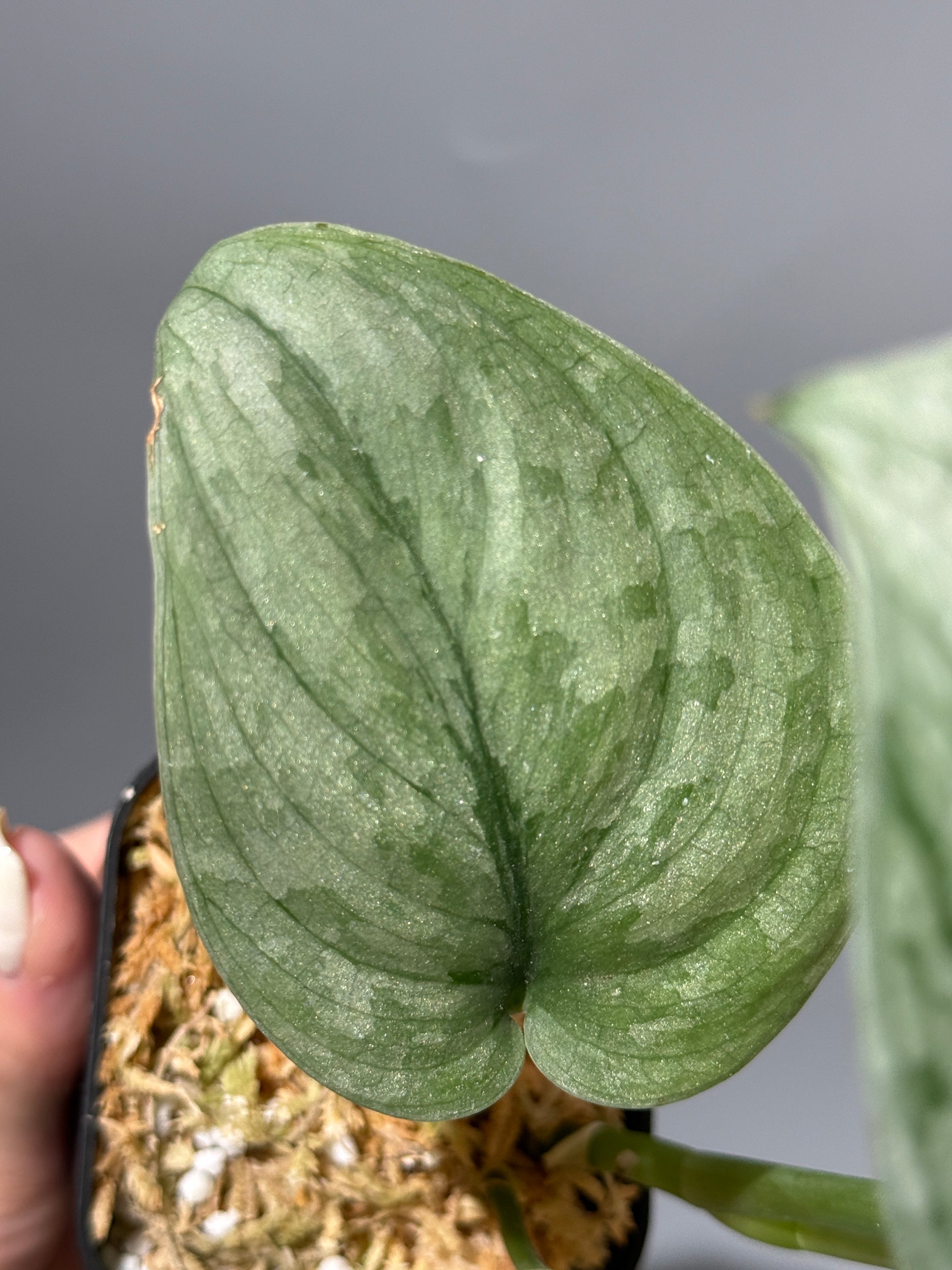 スキンダプサス Sp.バニュマス / Scindapsus Sp.Banyumas (2)