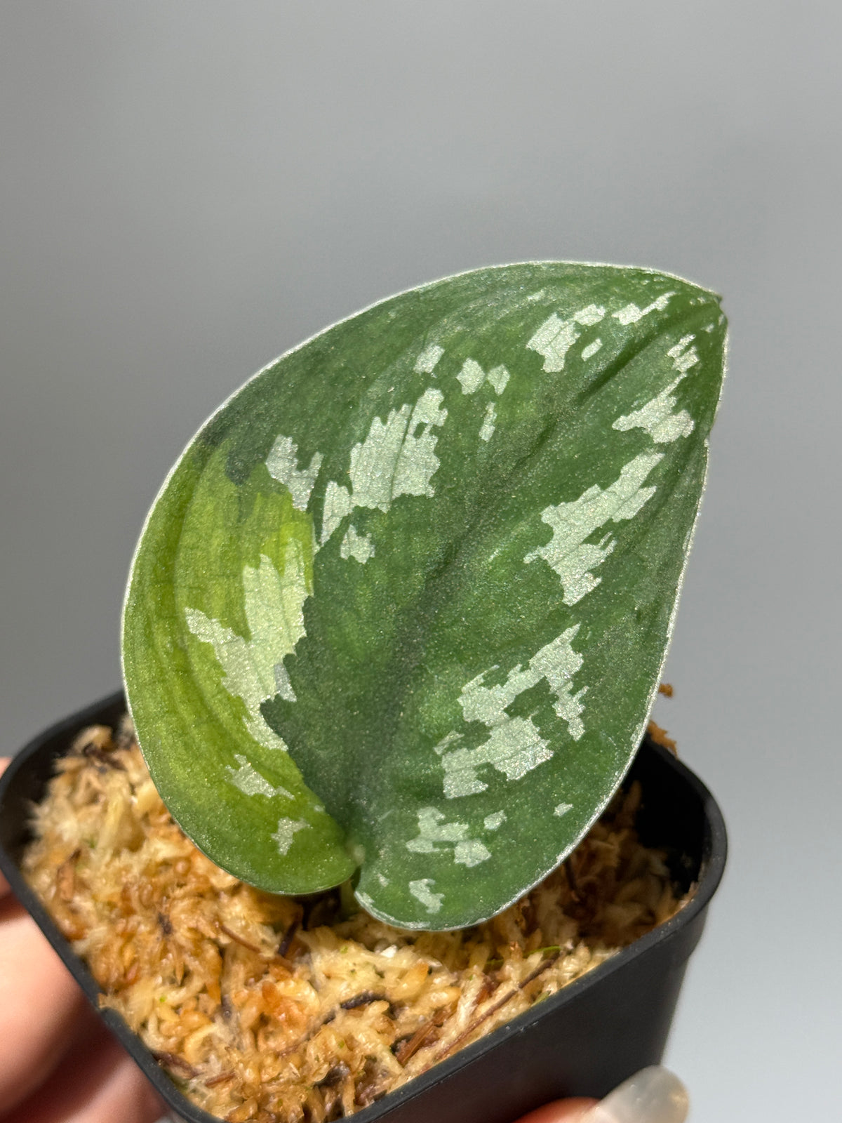 スキンダプサス アルギレウス マクマク / Scindapsus Argyraeus makumaku (2)
