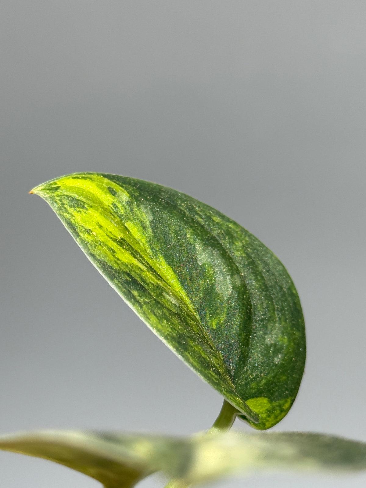 スキンダプサス グリーン ダイヤモンド / Scindapsus Green diamond (1)