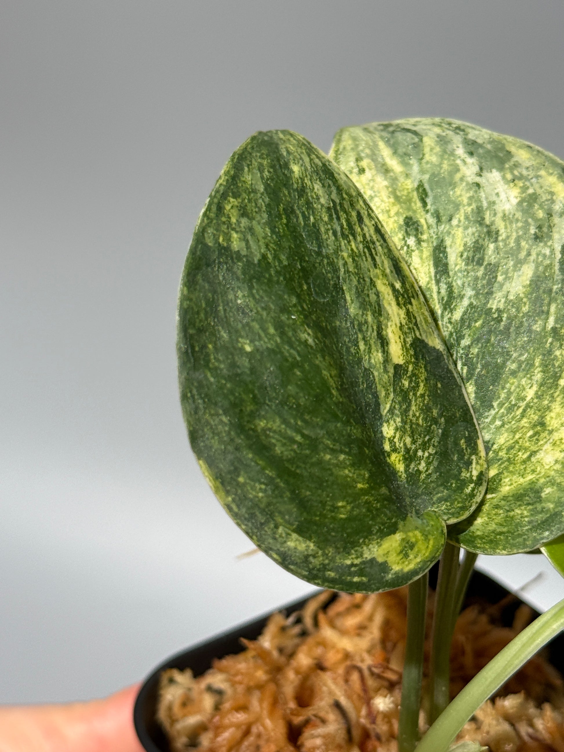 スキンダプサス シリワンギ トリカラー  / Scindapsus Siliwangi tricolor (1)