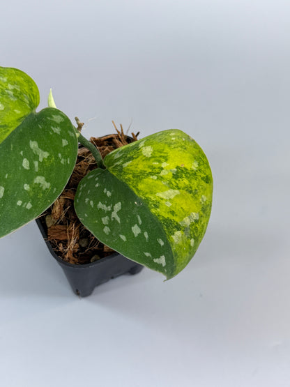 スキンダプサス ファンタジー / Scindapsus Fantasy (1)