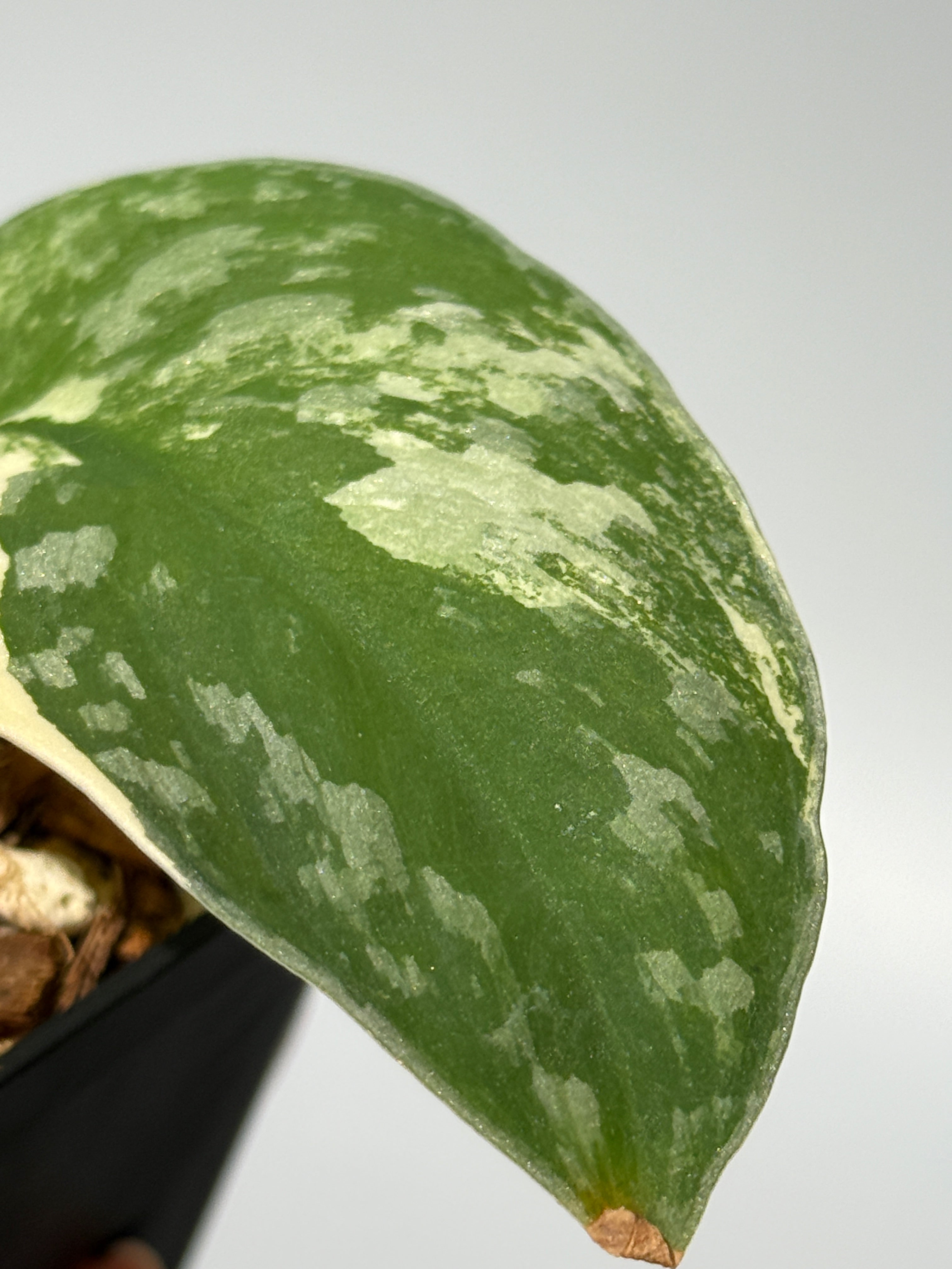 新着商品 – Nakayama-Plants