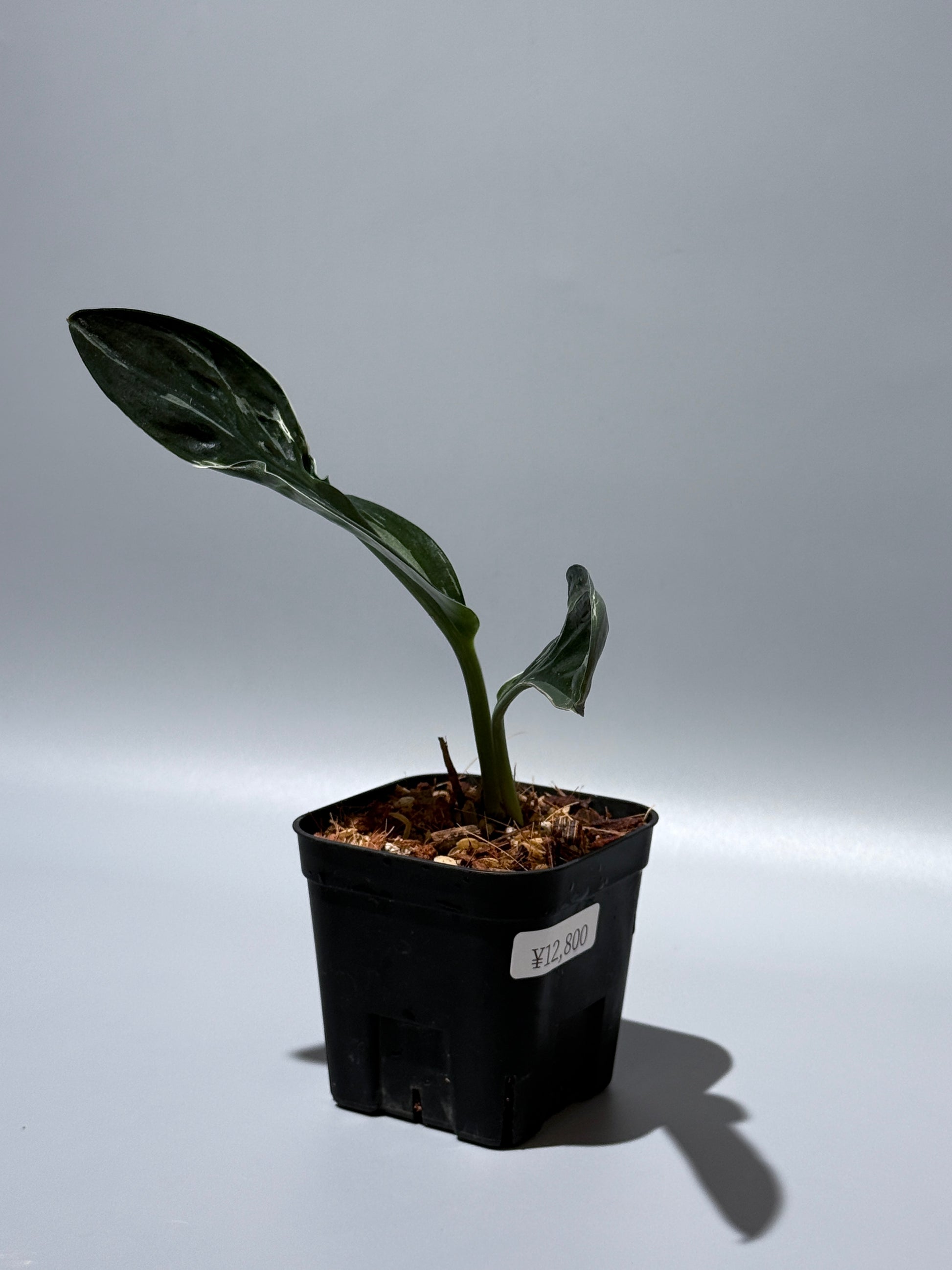 スキンダプサス トレビー ダークフォーム ミューテーション/Scindapsus Treubii darkform mutation (2)