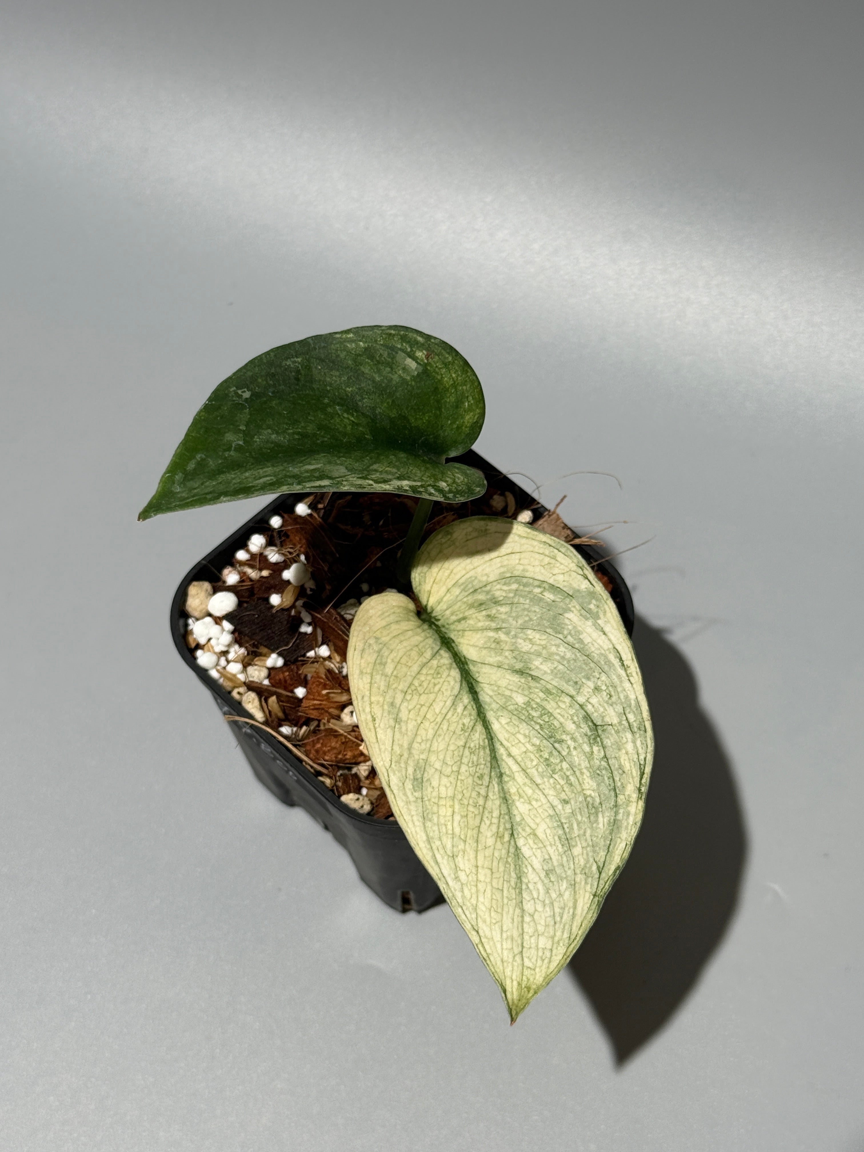 All Plants – Page 2 – Nakayama-Plants