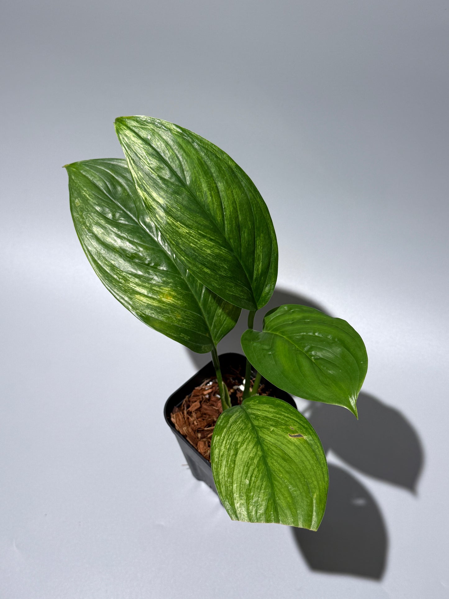 スキンダプサス ペラケンシス  / Scindapsus Perakensis (1)