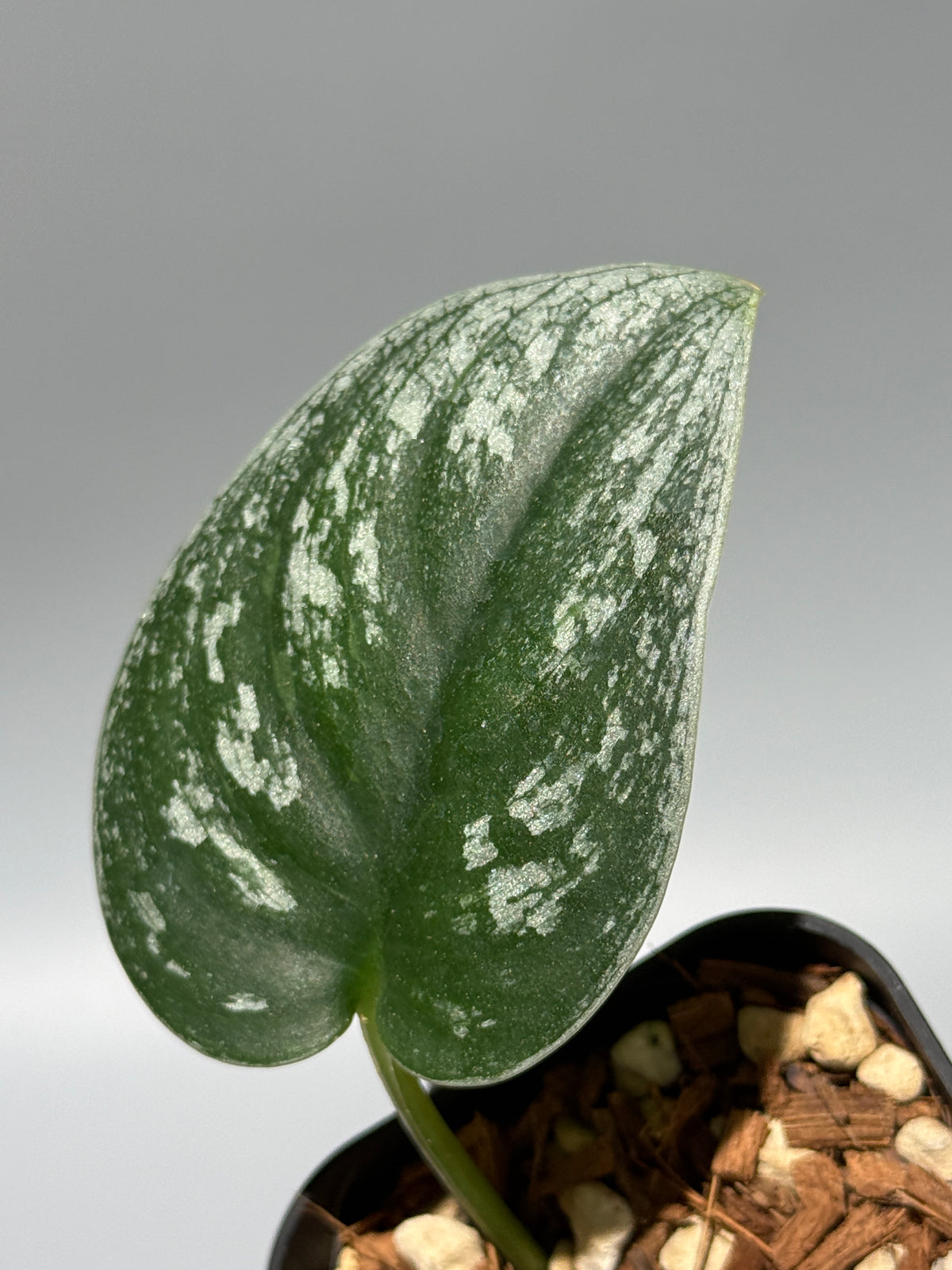 スキンダプサス  Sp.カリマンタン / Scindapsus Sp.Kalimantan (1)