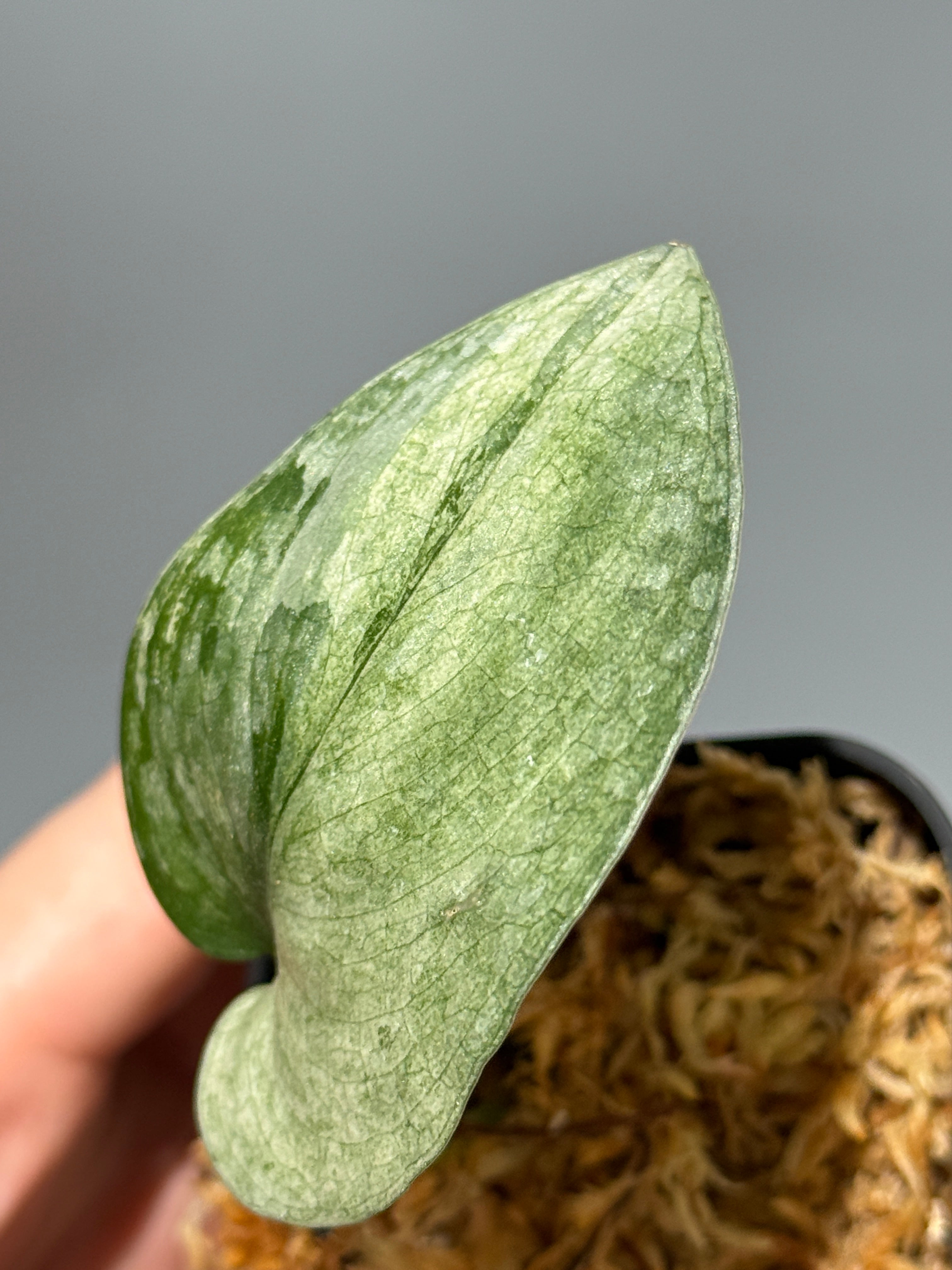 新着商品 – Nakayama-Plants