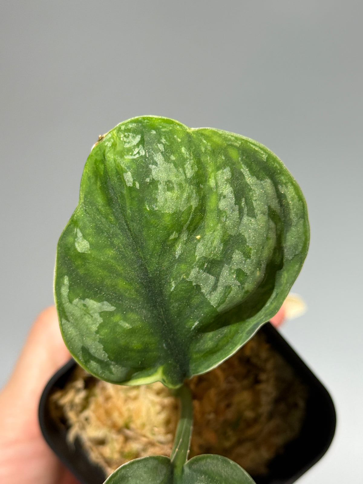 スキンダプサス イバタン  / Scindapsus Ibatan (2)