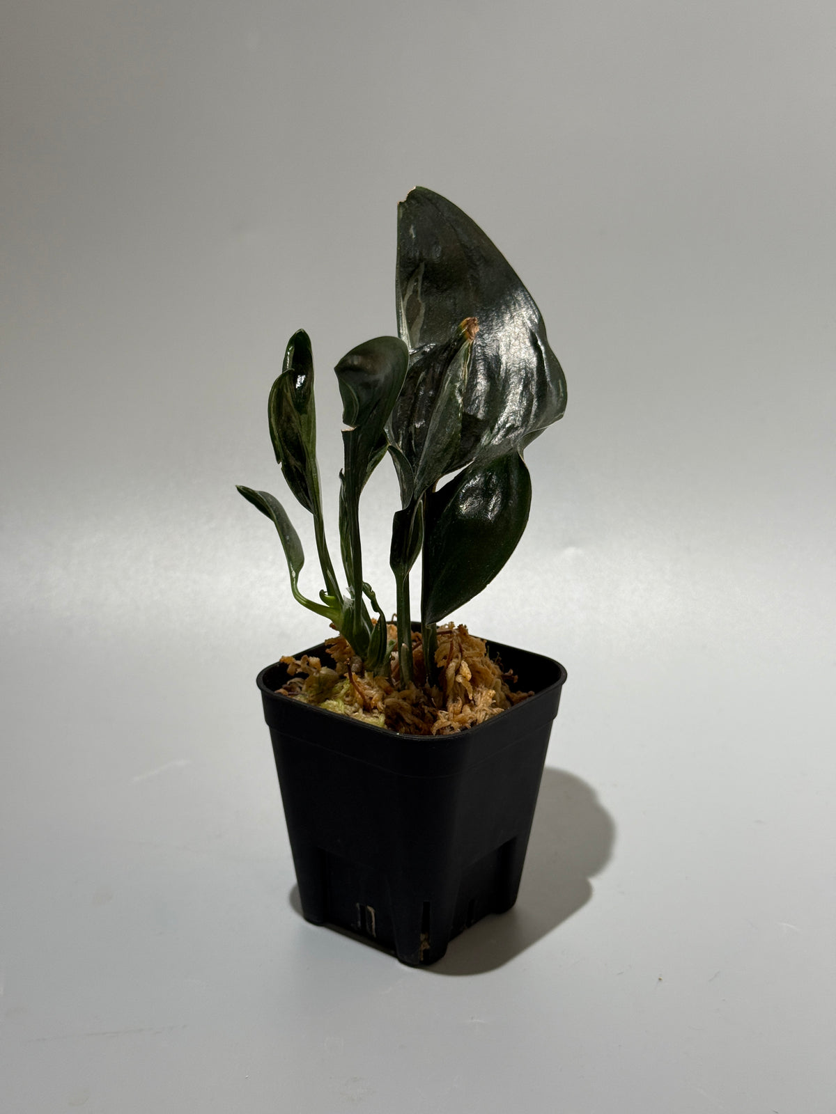 スキンダプサス トレビー ダークフォーム ミューテーション/Scindapsus Treubii darkform mutation (1)