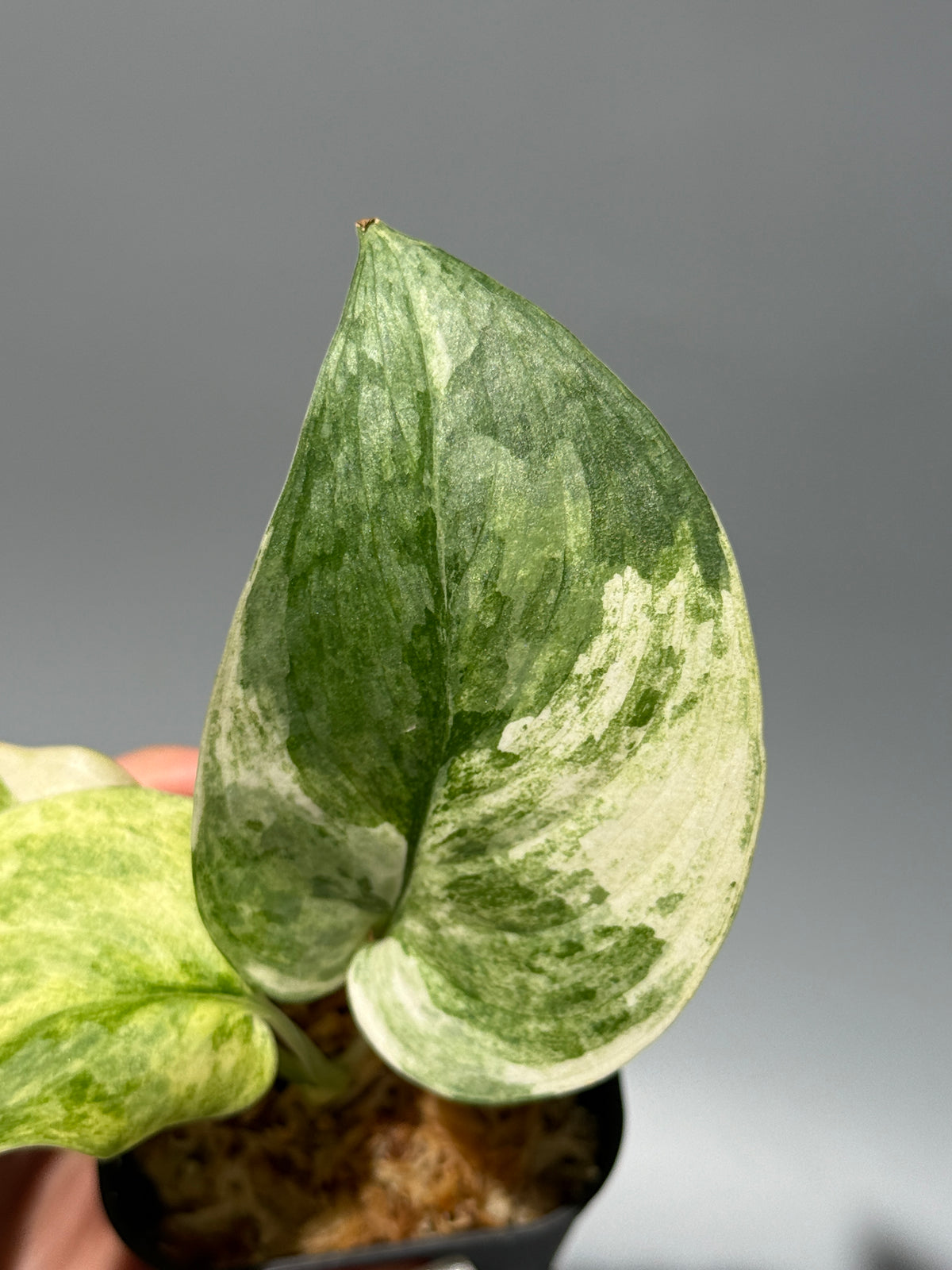 スキンダプサス ブルークラウド トリカラー / Scindapsus Exotica cloud tricolor (2)