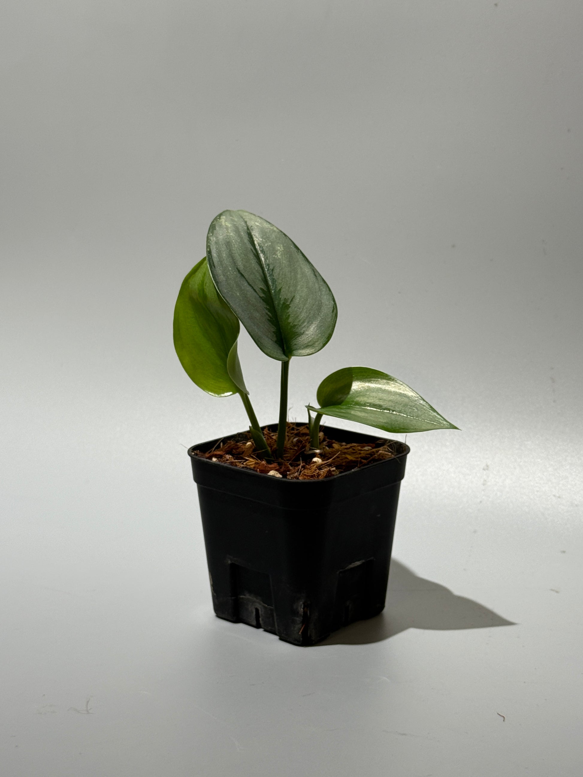 スキンダプサス トレビー シルバー ペラ   / Scindapsus treubii Silver perak  (1)
