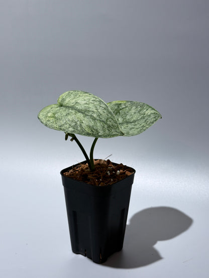 スキンダプサス エキゾチカ マーブル sp.バニュマス / Scindapsus exotica marble sp.Banyumas (1)