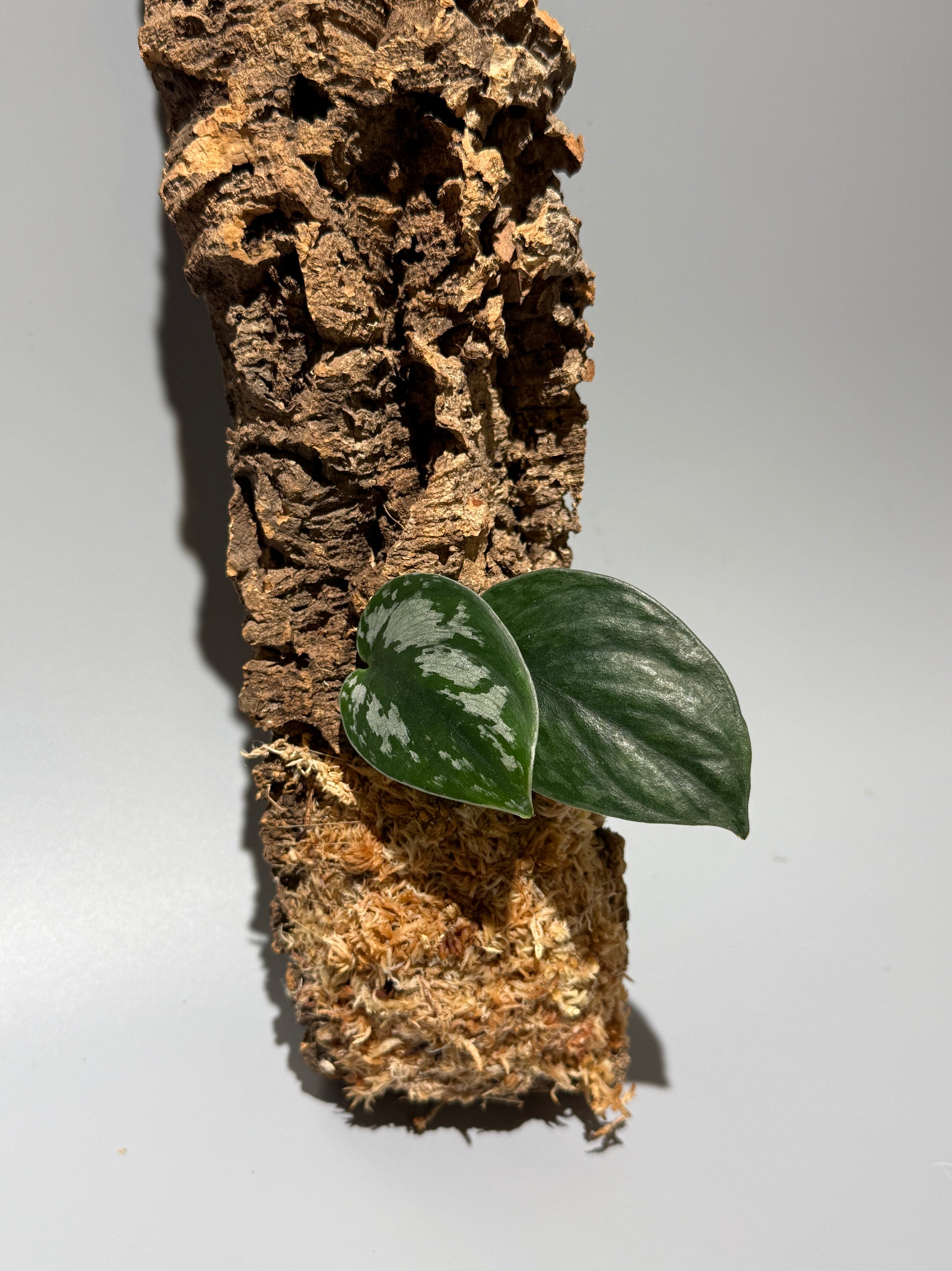 スキンダプサス Sp. カリマンタン / Scindapsus Sp.Kalimantan (C1)