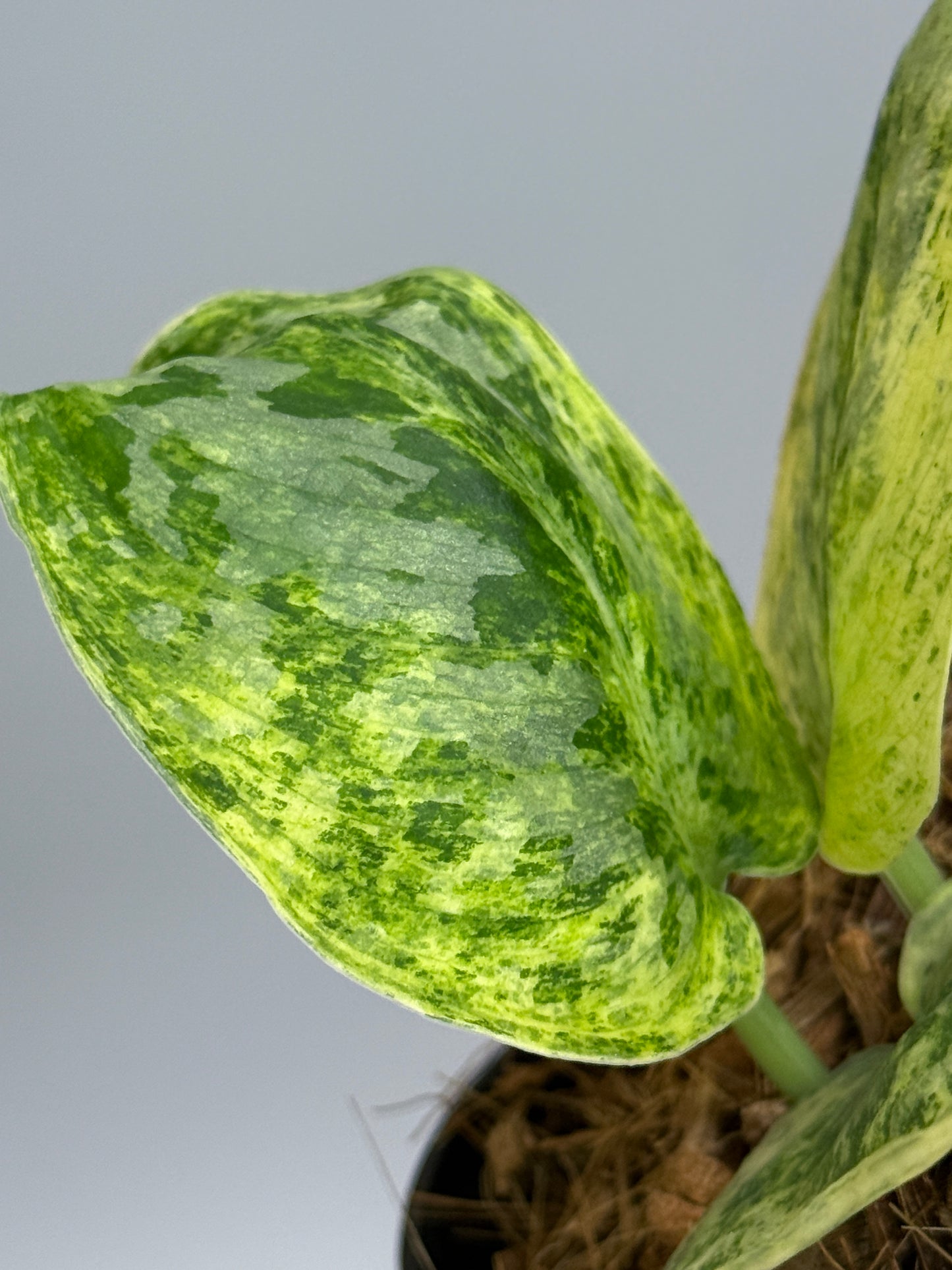 スキンダプサス テンバガ  / Scindapsus Tembaga (3)