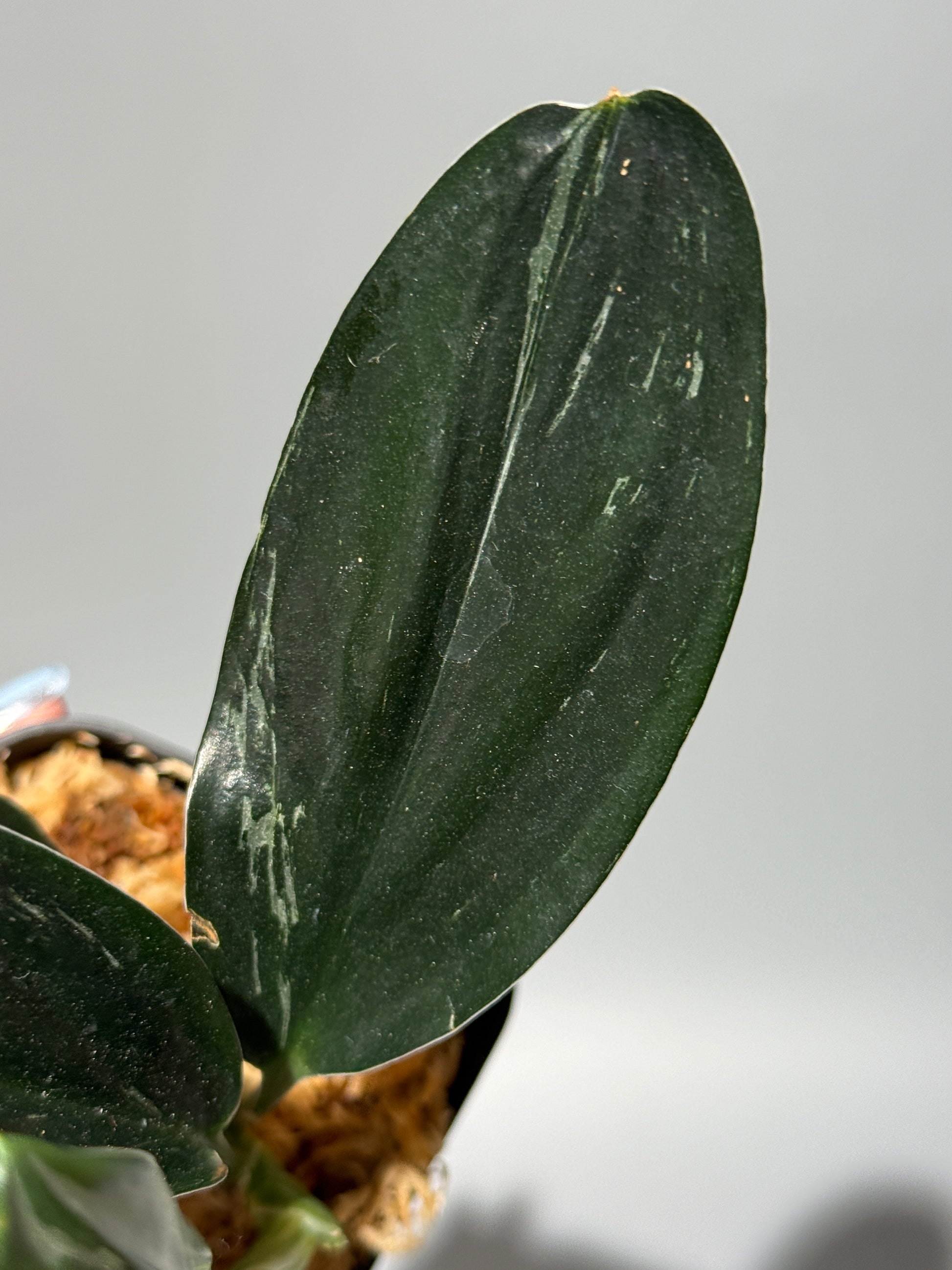 スキンダプサス トレビー ダークフォーム ミューテーション/Scindapsus Treubii darkform mutation (2)
