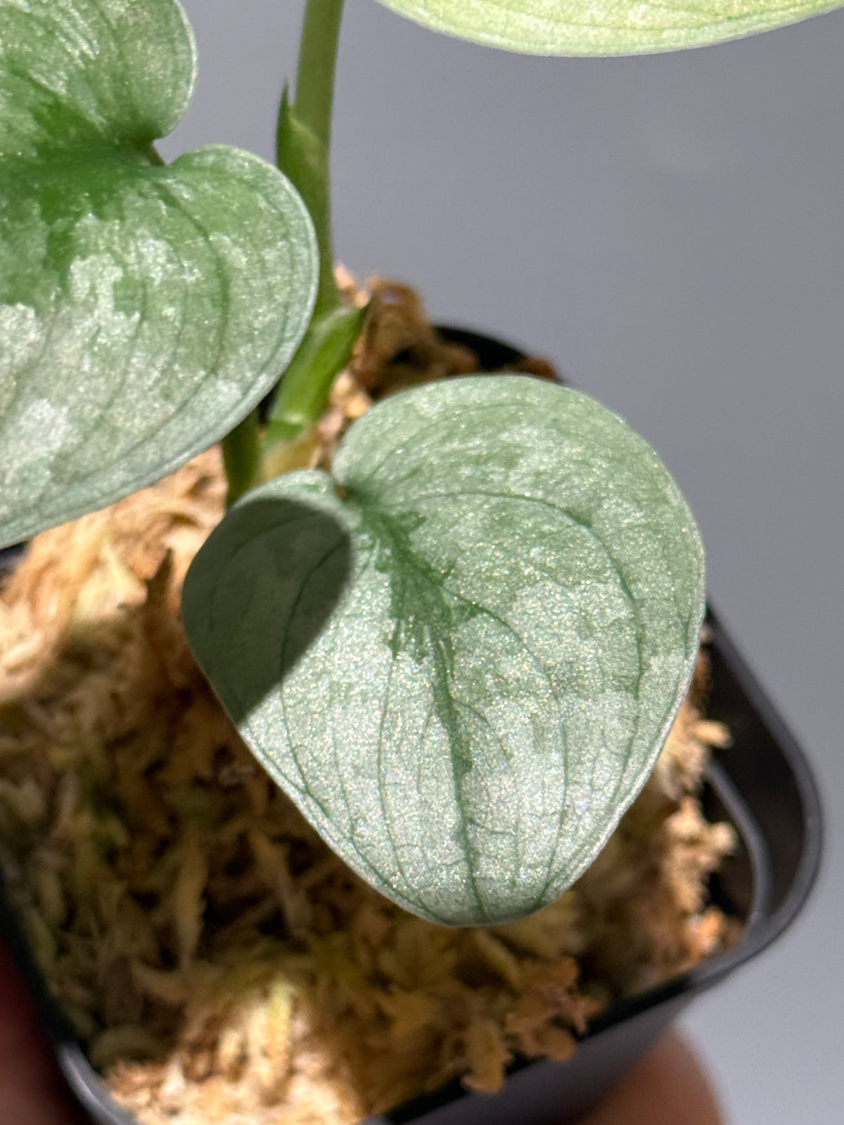 スキンダプサス Sp.バニュマス / Scindapsus Sp.Banyumas (1)