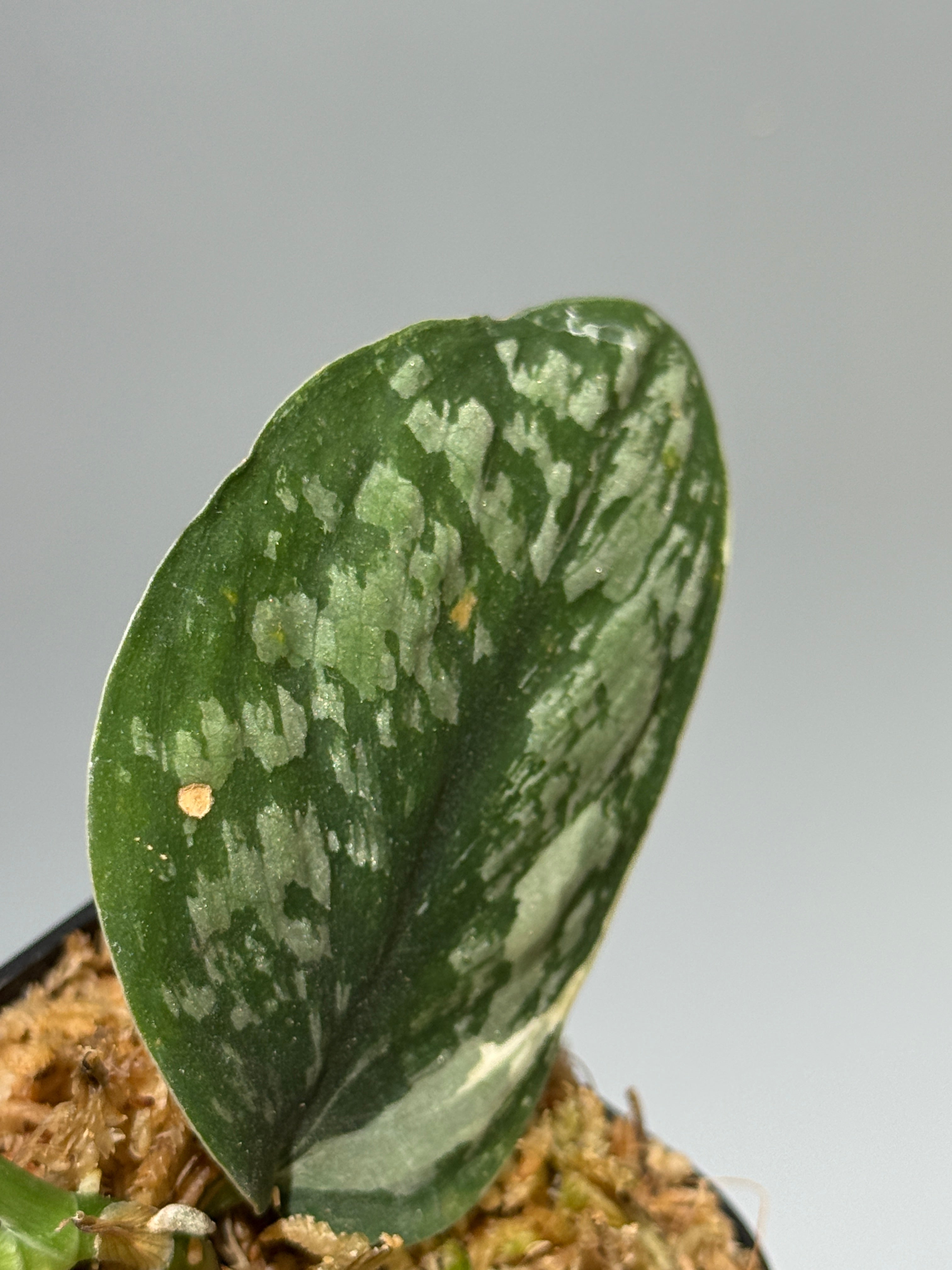 All Plants – Nakayama-Plants