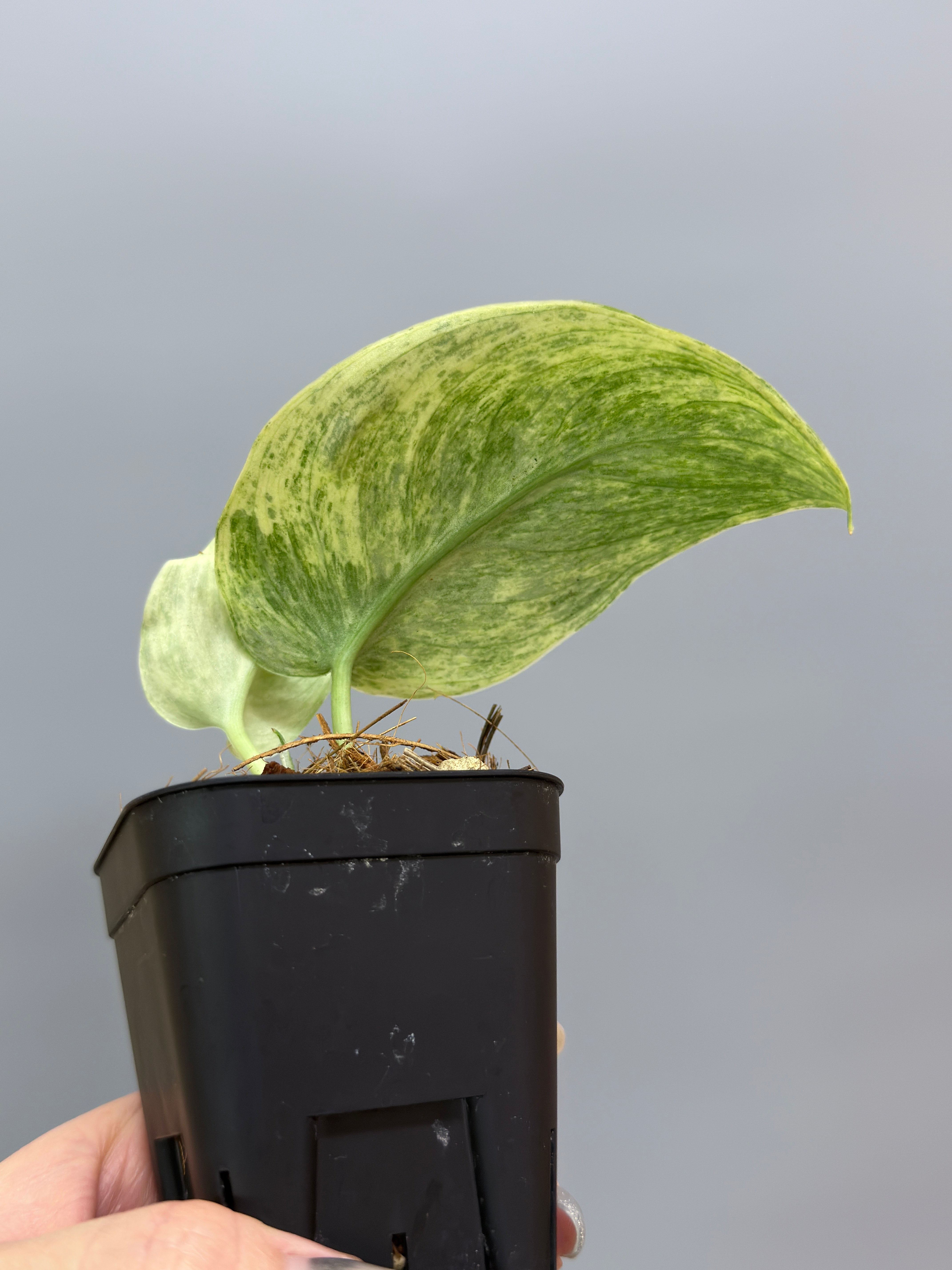 スキンダプサス テンバガ / Scindapsus Tembaga (2) – Nakayama-Plants