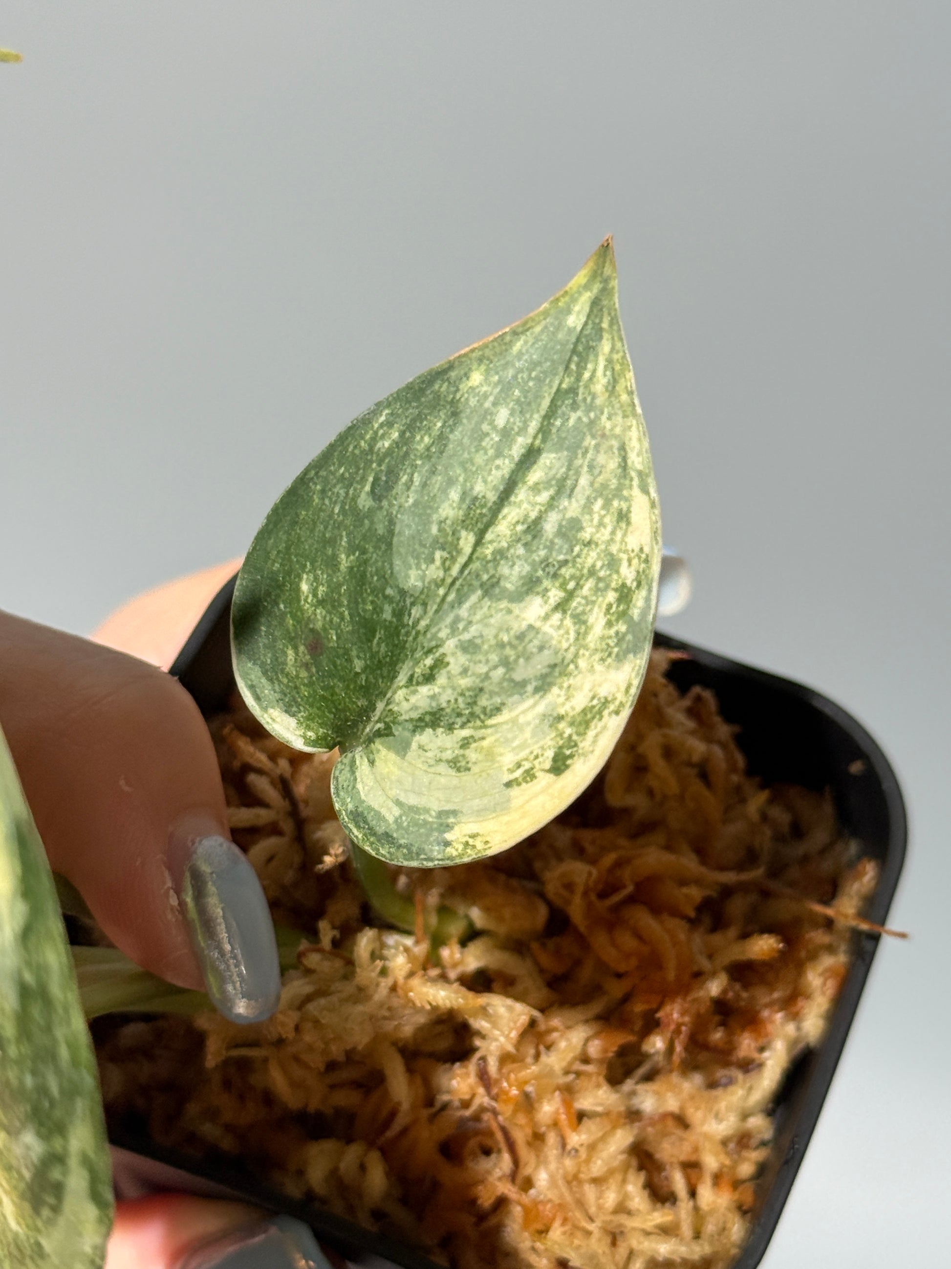 スキンダプサス シリワンギ トリカラー  / Scindapsus Siliwangi tricolor (1)