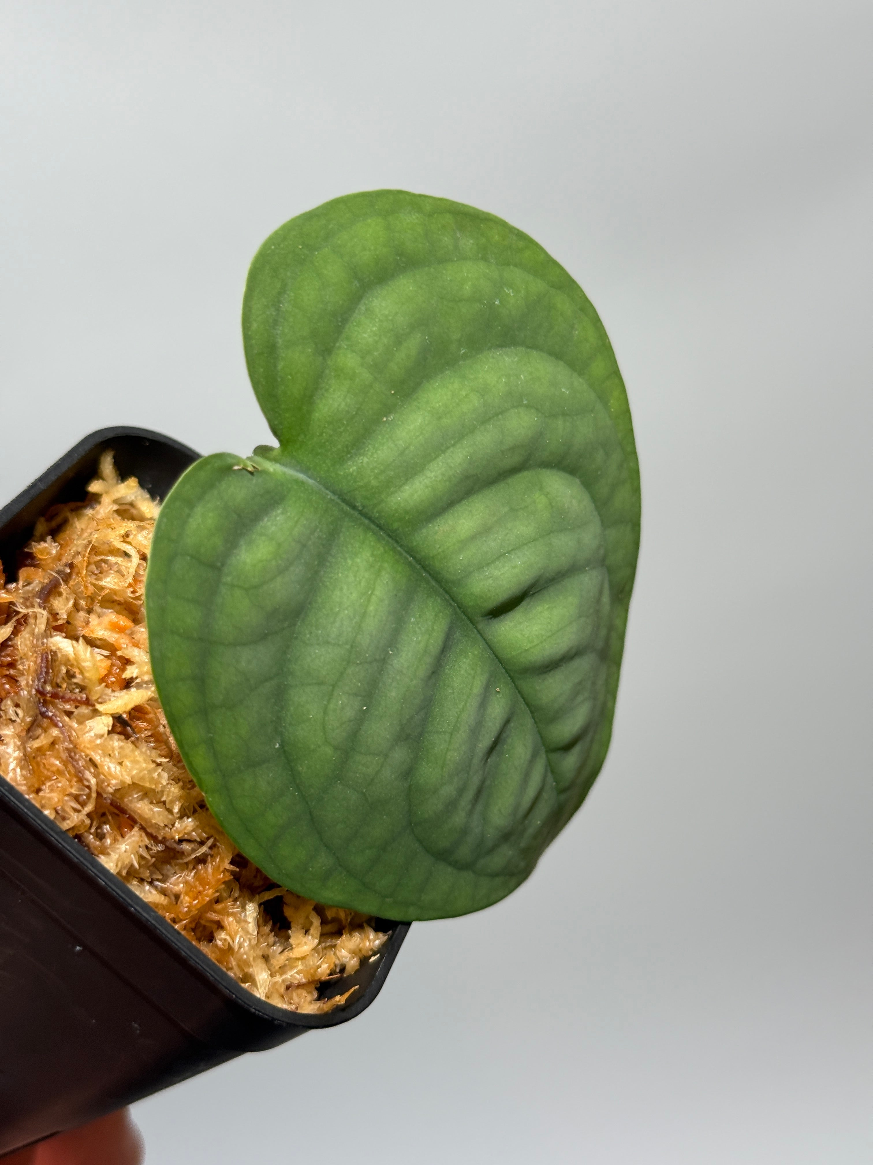 新着商品 – Nakayama-Plants