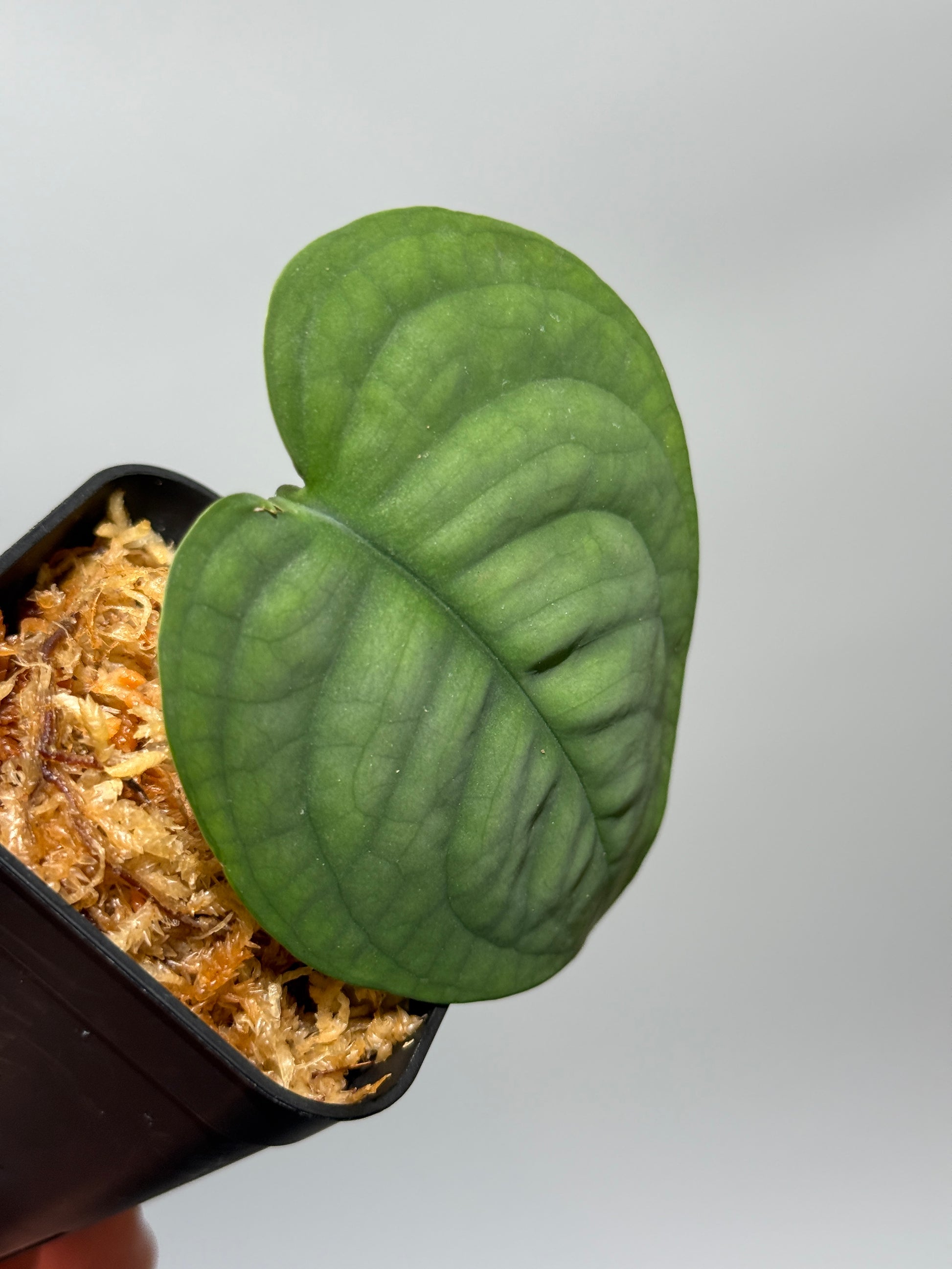スキンダプサス ルーセンス  / Scindapsus Lucens  (1)