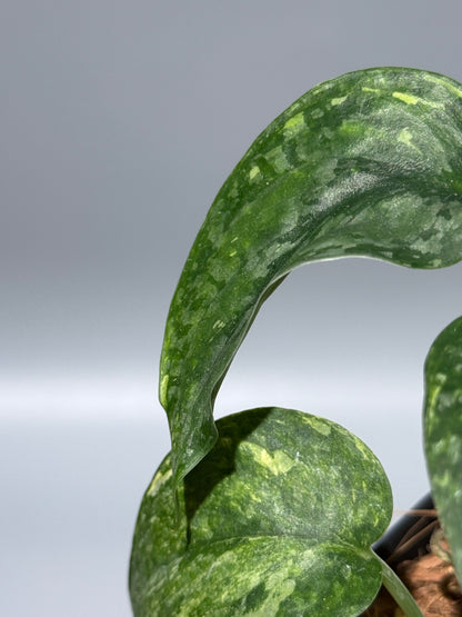 スキンダプサス レオパード / Scindapsus Leopard (2)