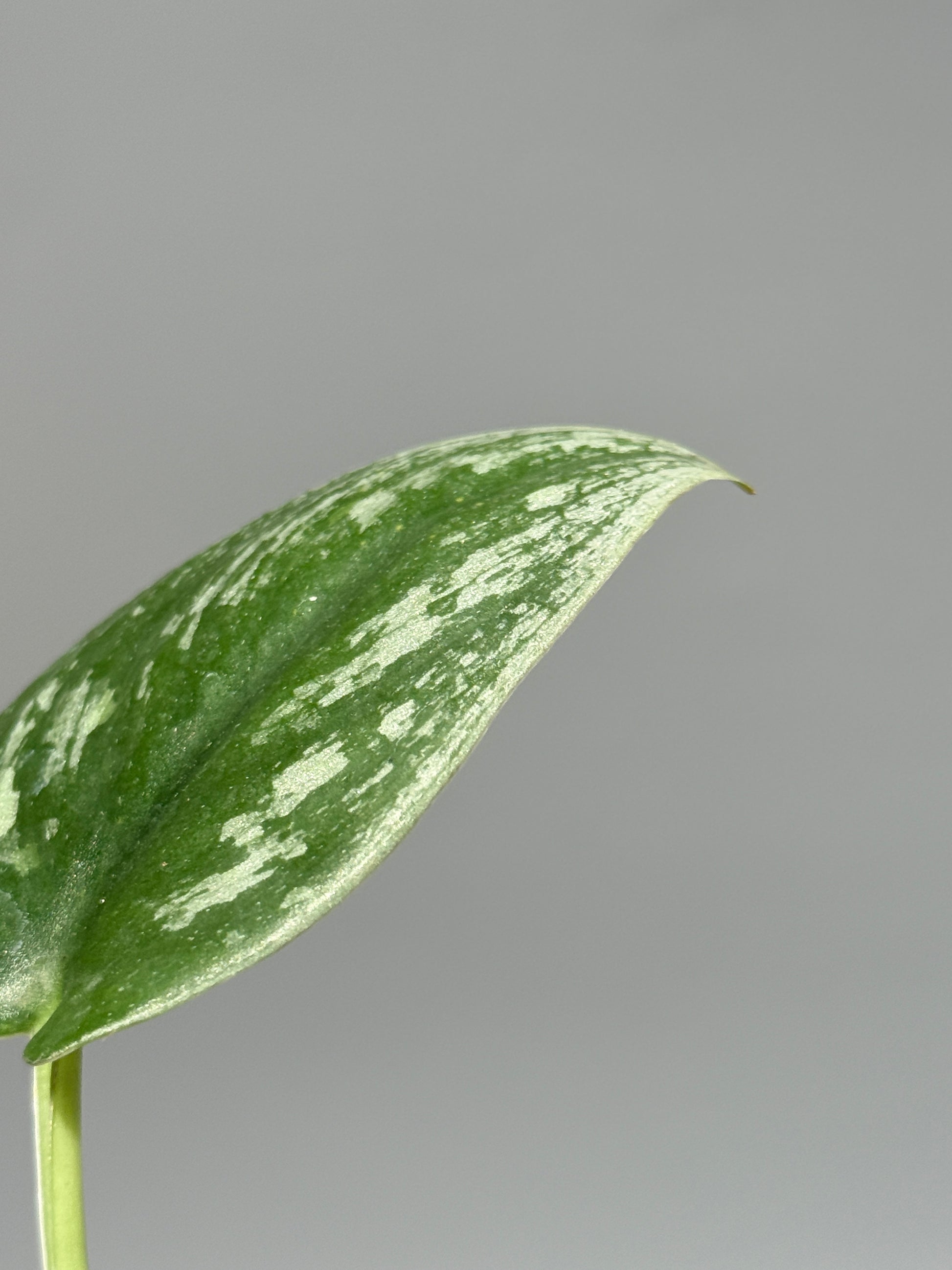 スキンダプサス  Sp.カリマンタン / Scindapsus Sp.Kalimantan (2)