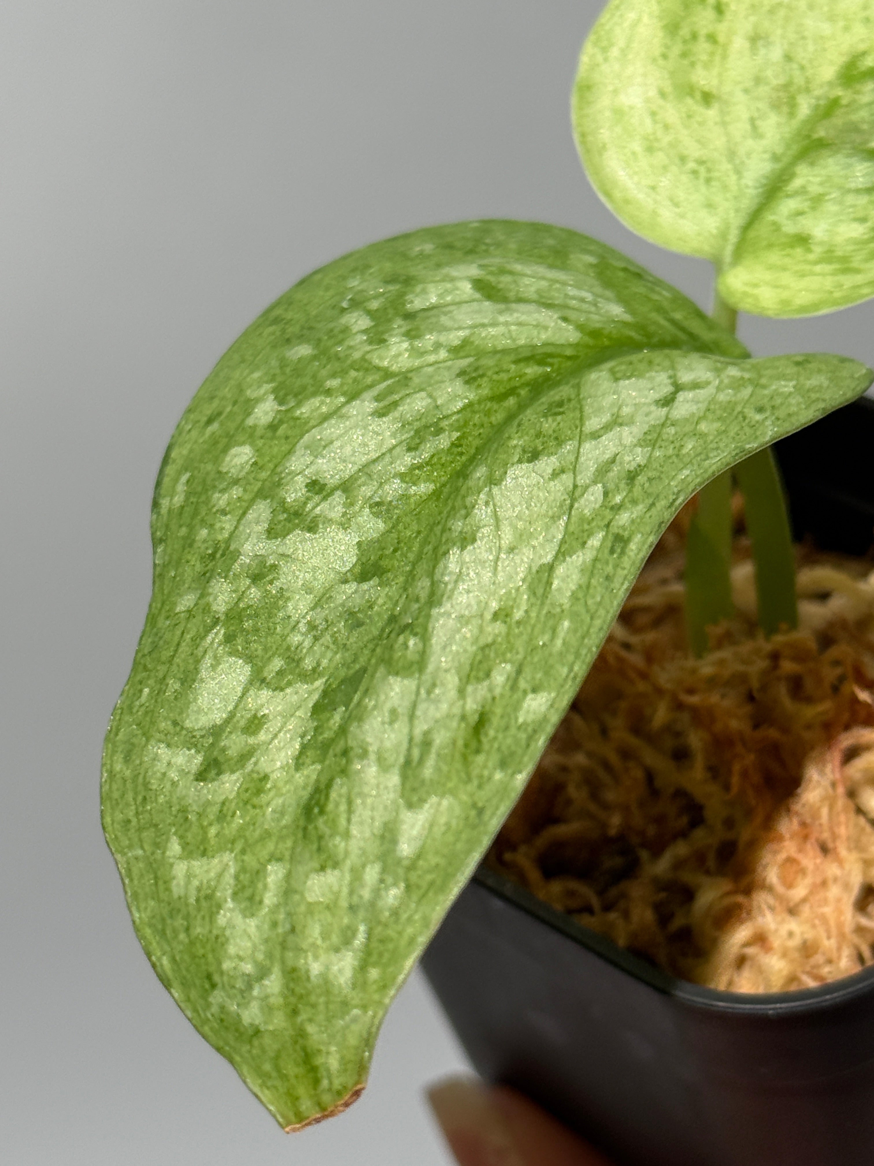 All Plants – Nakayama-Plants