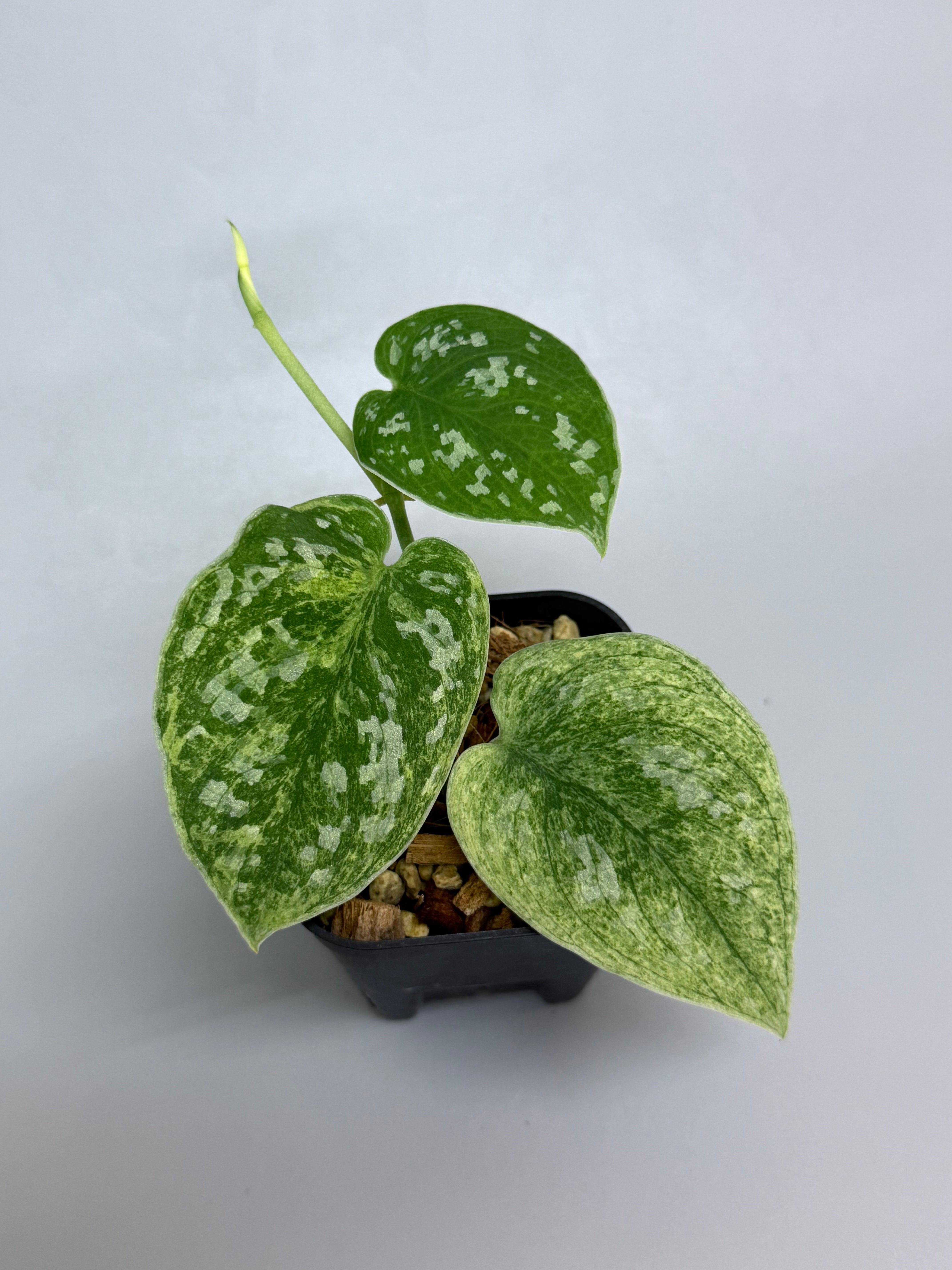 スキンダプサス　オーレア　ネビュラ スキンダプサス ネビュラ / Scindapsus Nebula (1) – Nakayama-Plants