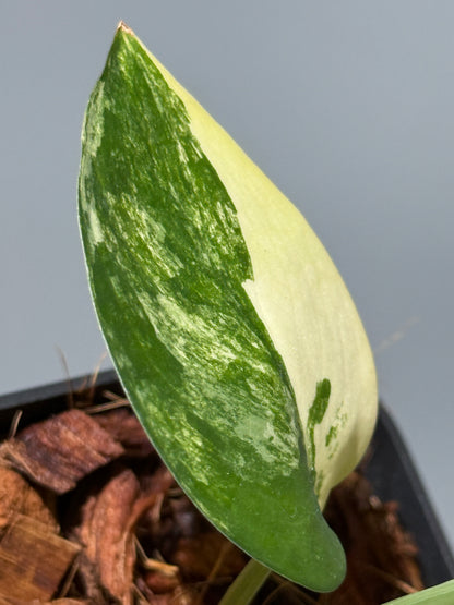 スキンダプサス ジェイドサテン オーレア  / Scindapsus jadesatin aurea (1)