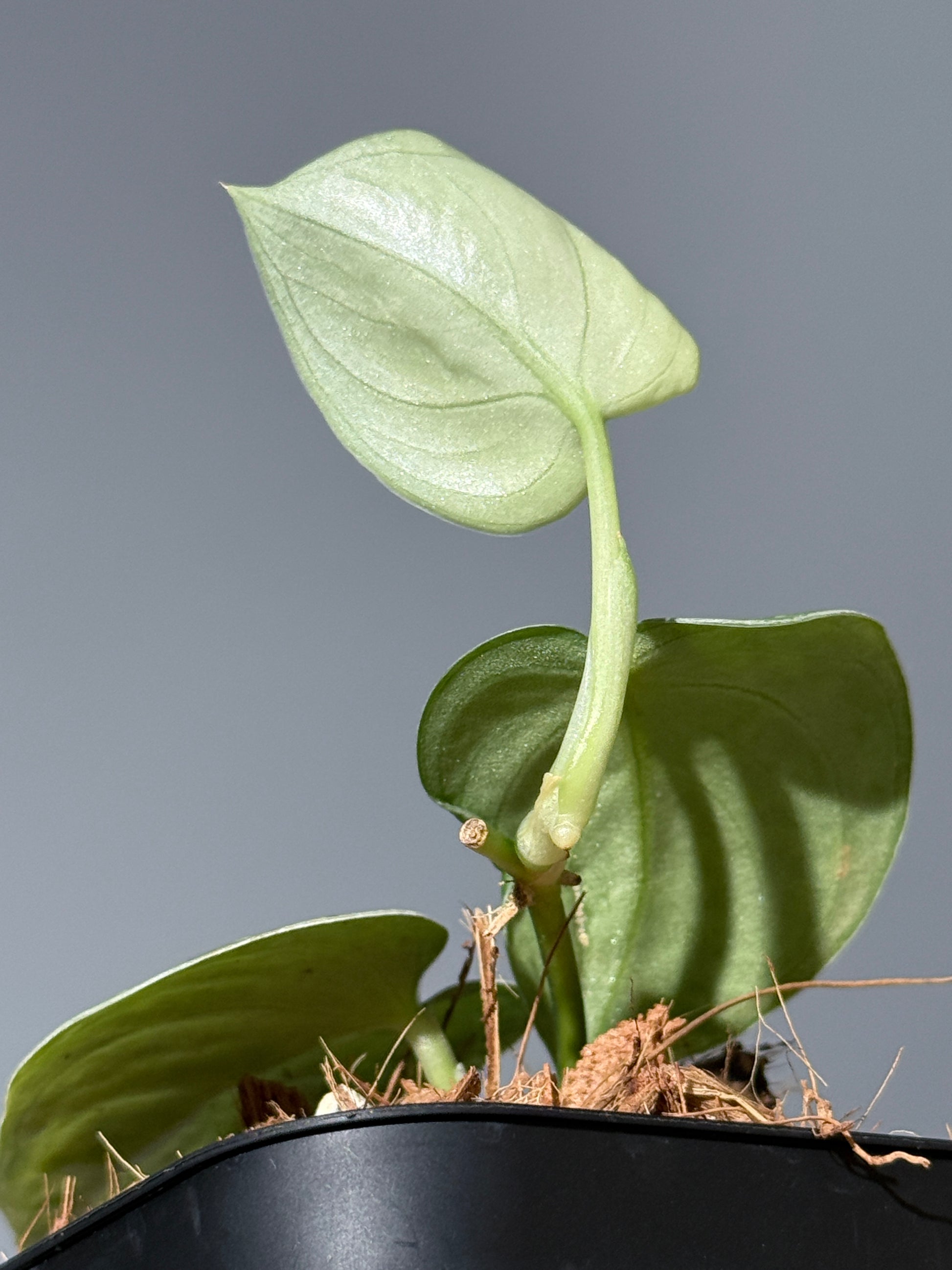 スキンダプサス ネビュラ / Scindapsus Nebula (2)