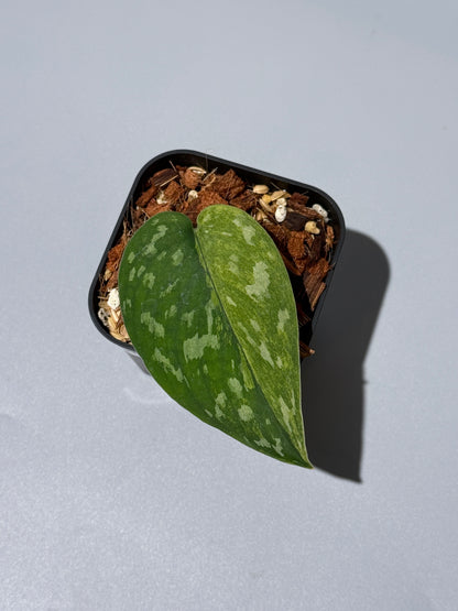 スキンダプサス マッチャ / Scindapsus matcha (4)