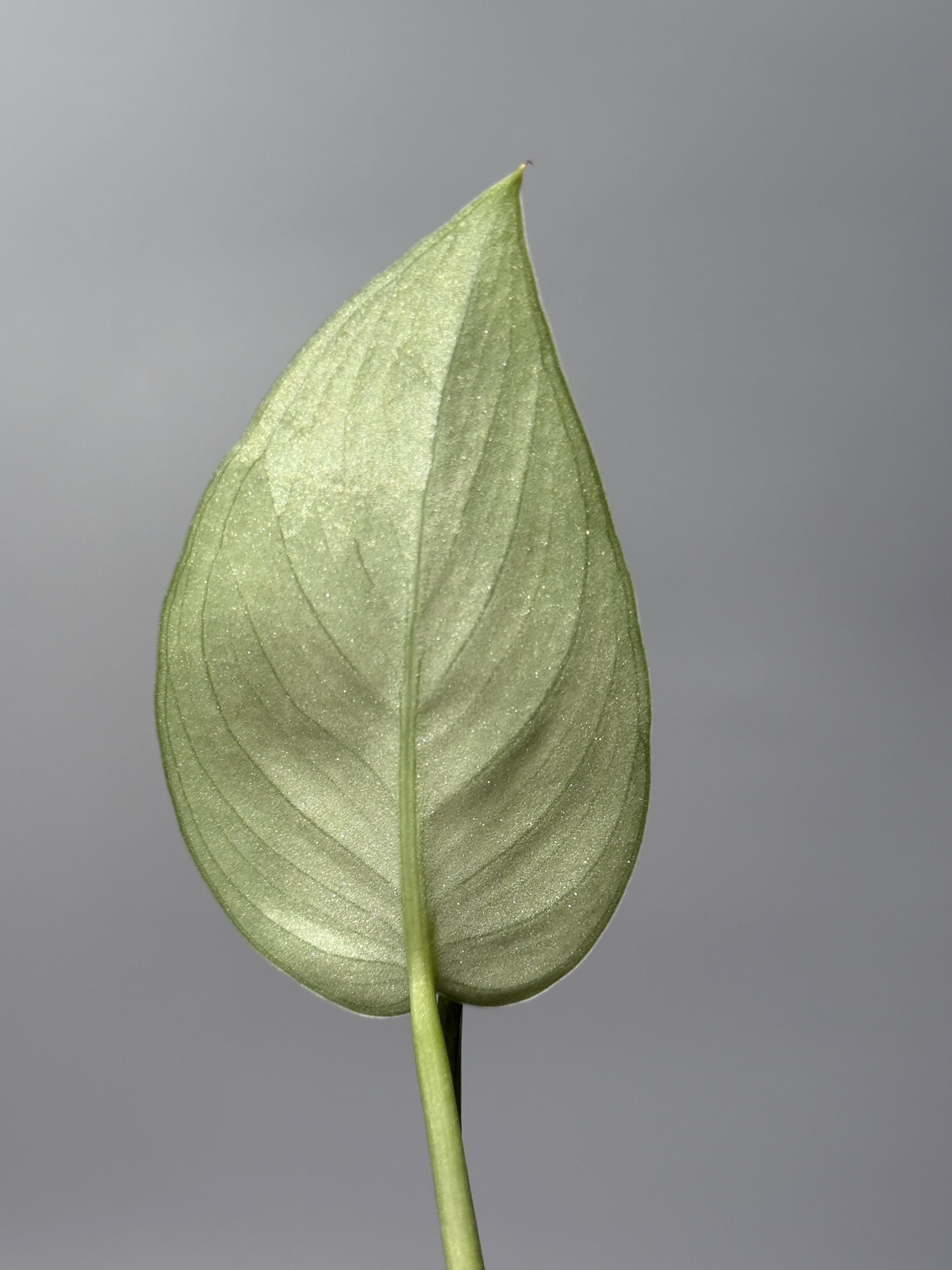 スキンダプサス グリーンベイン / Scindapsus Green vein (2)