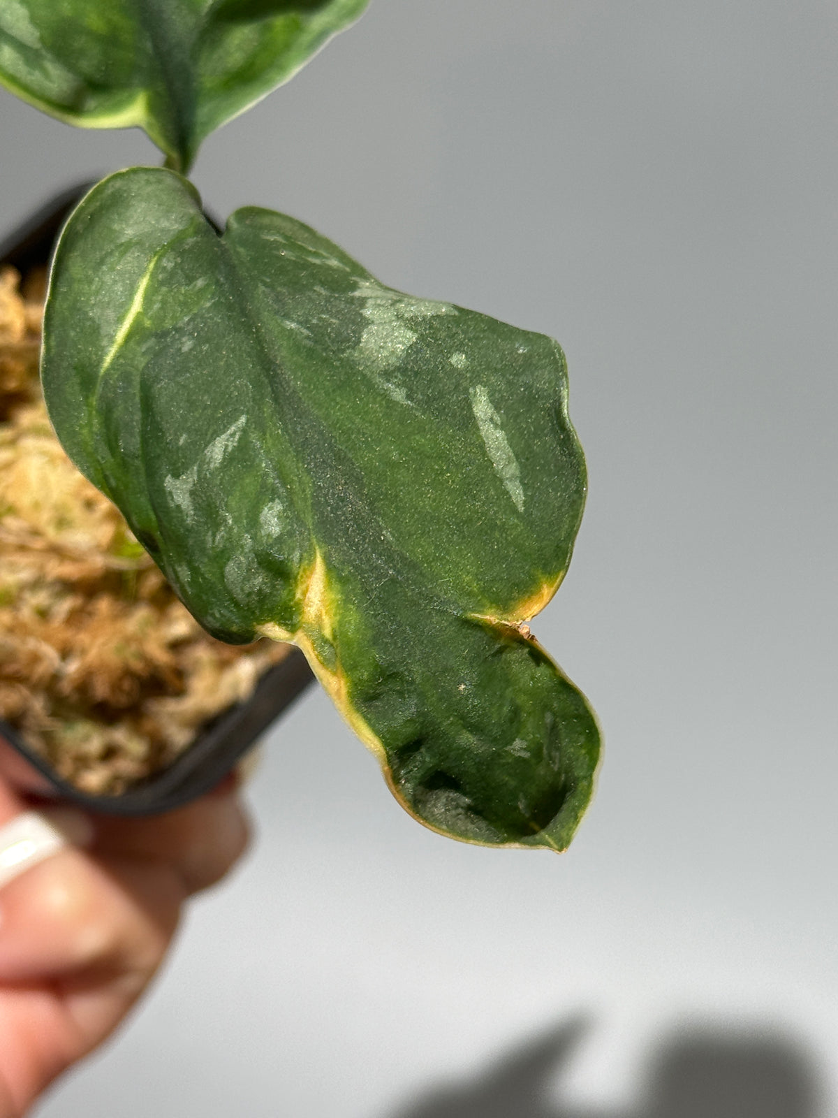 スキンダプサス イバタン  / Scindapsus Ibatan (2)