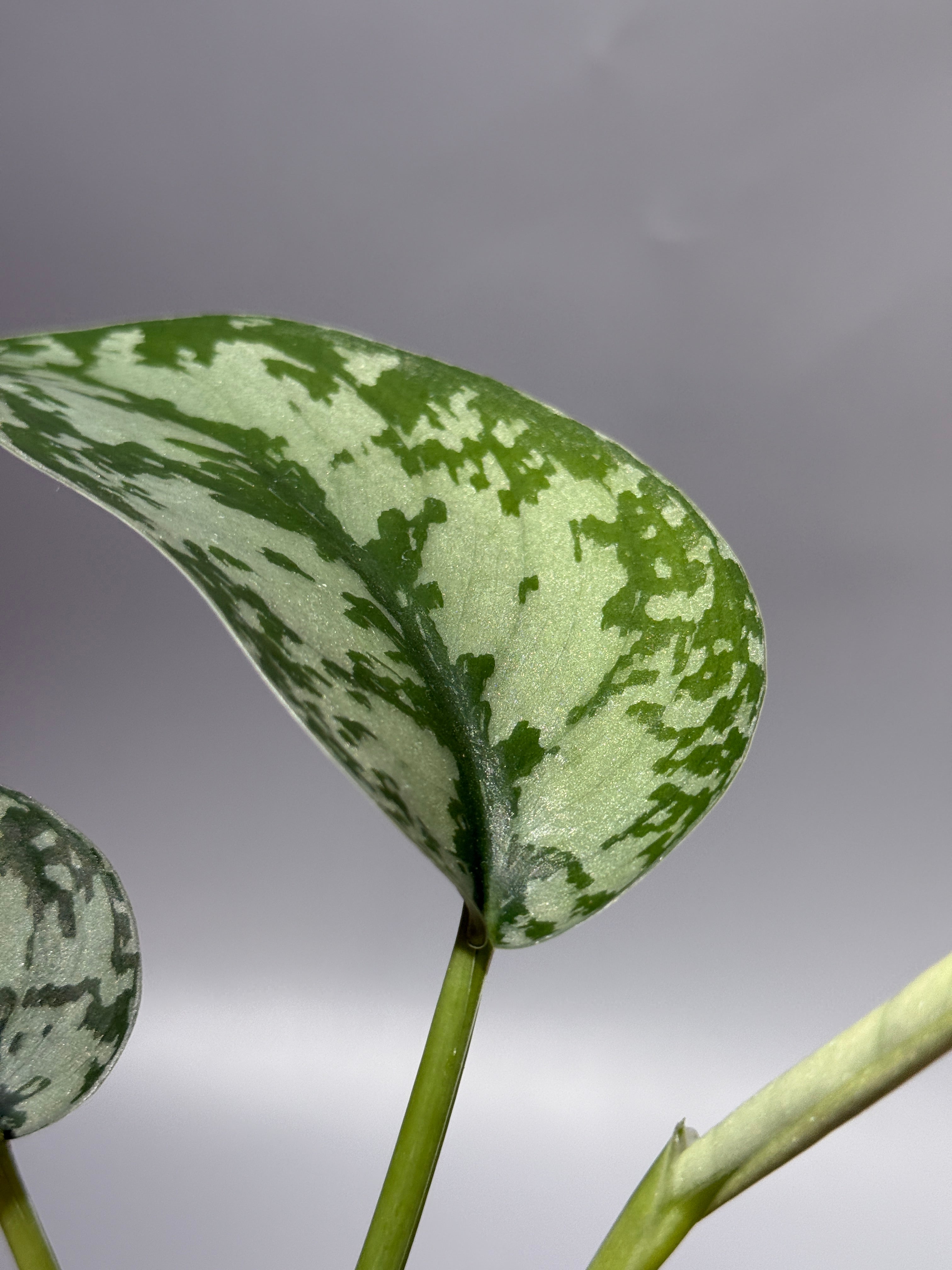 スキンダプサス ラカンビニ / Scindapsus Lakambini (1) – Nakayama-Plants