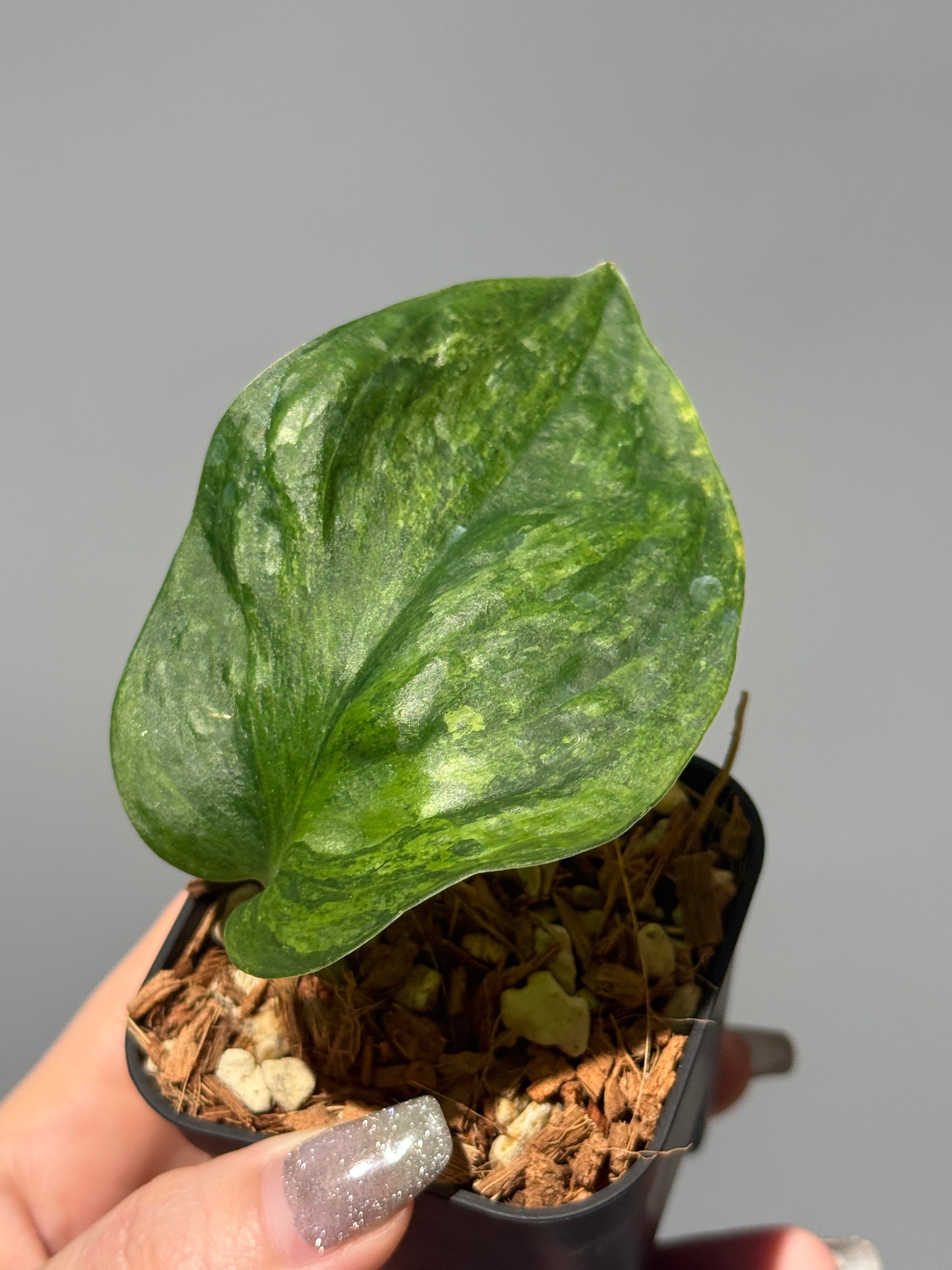 スキンダプサス グリーン ドラゴン / Scindapsus Green dorgon (1)
