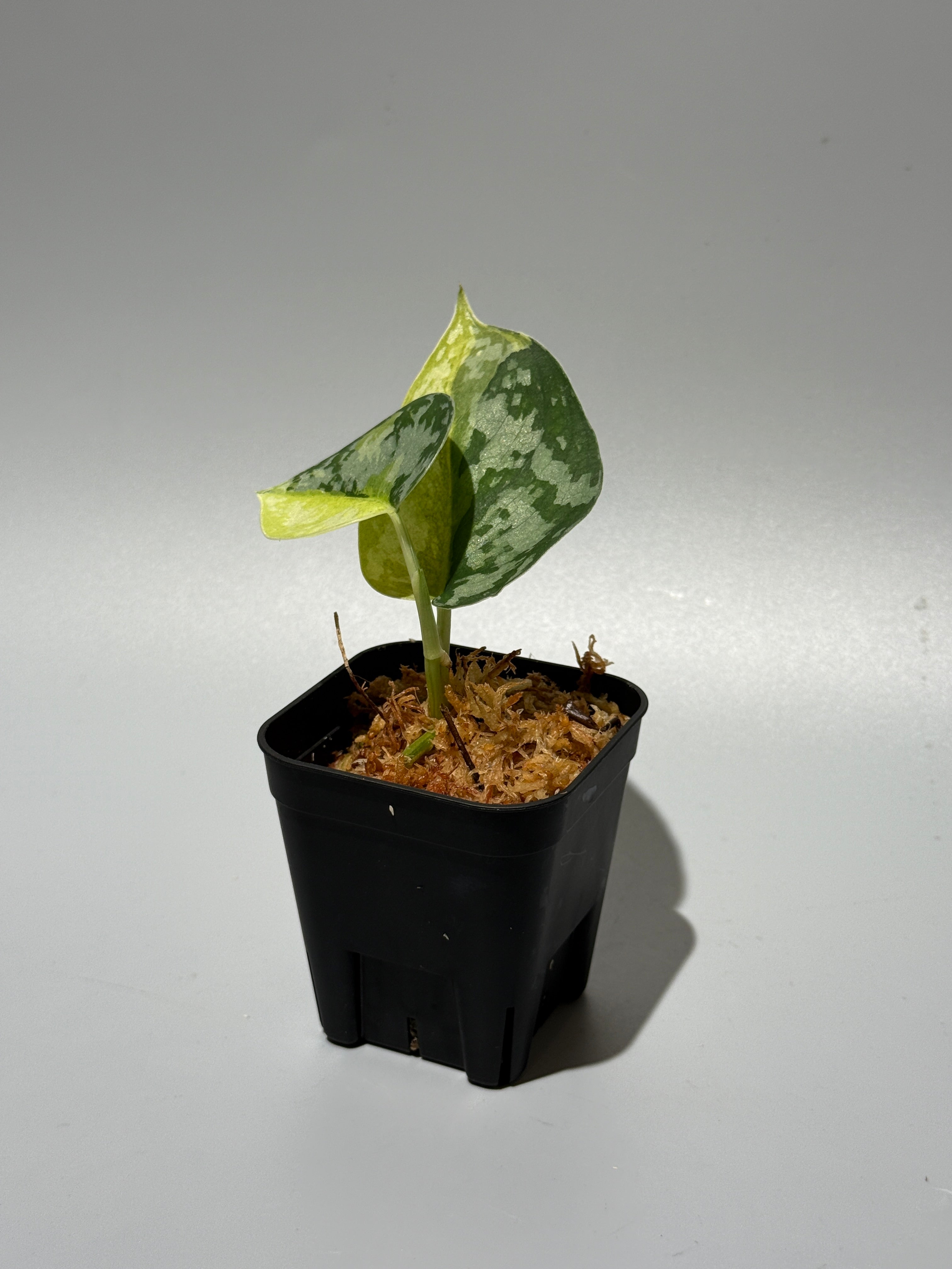 Nakayama Plants公式オンラインストア｜スキンダプサス専門店