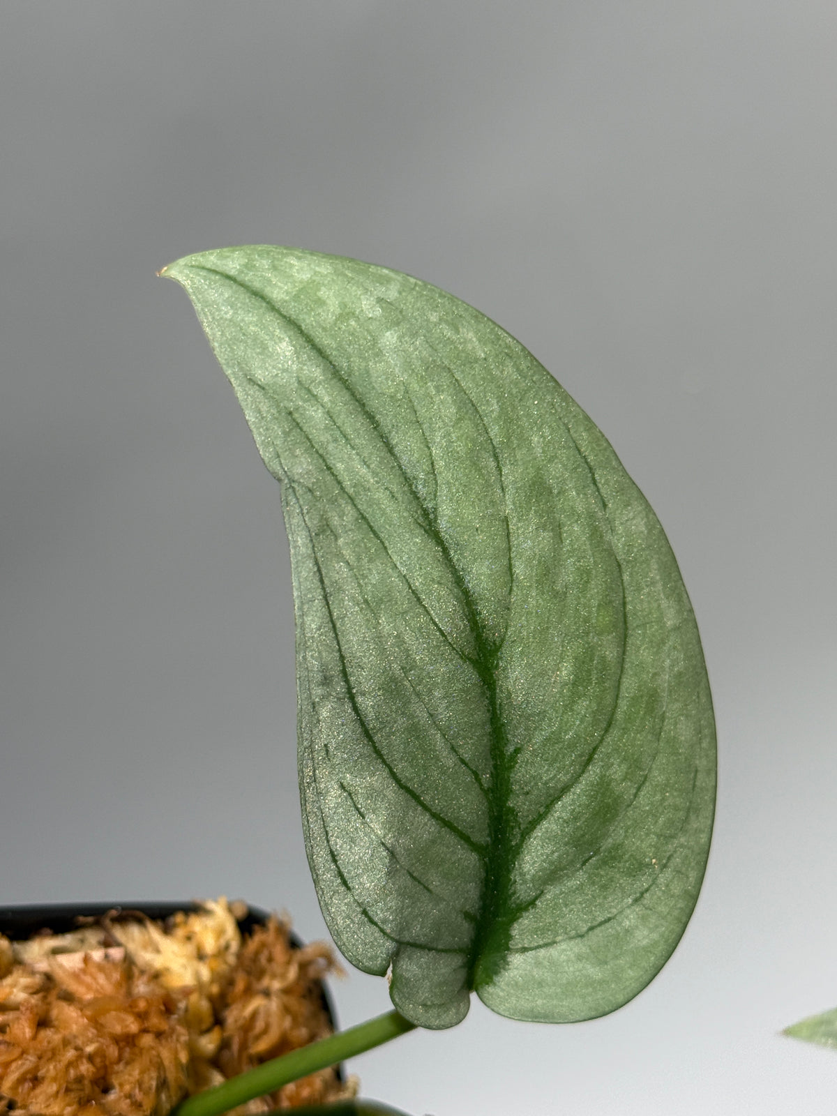 スキンダプサス グリーンベイン / Scindapsus Green vein (1)