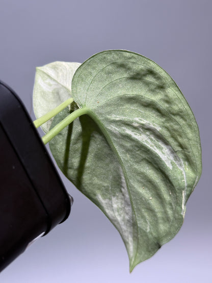 スキンダプサス スーパームーン チリン / Scindapsus Supermoon tilung (1)