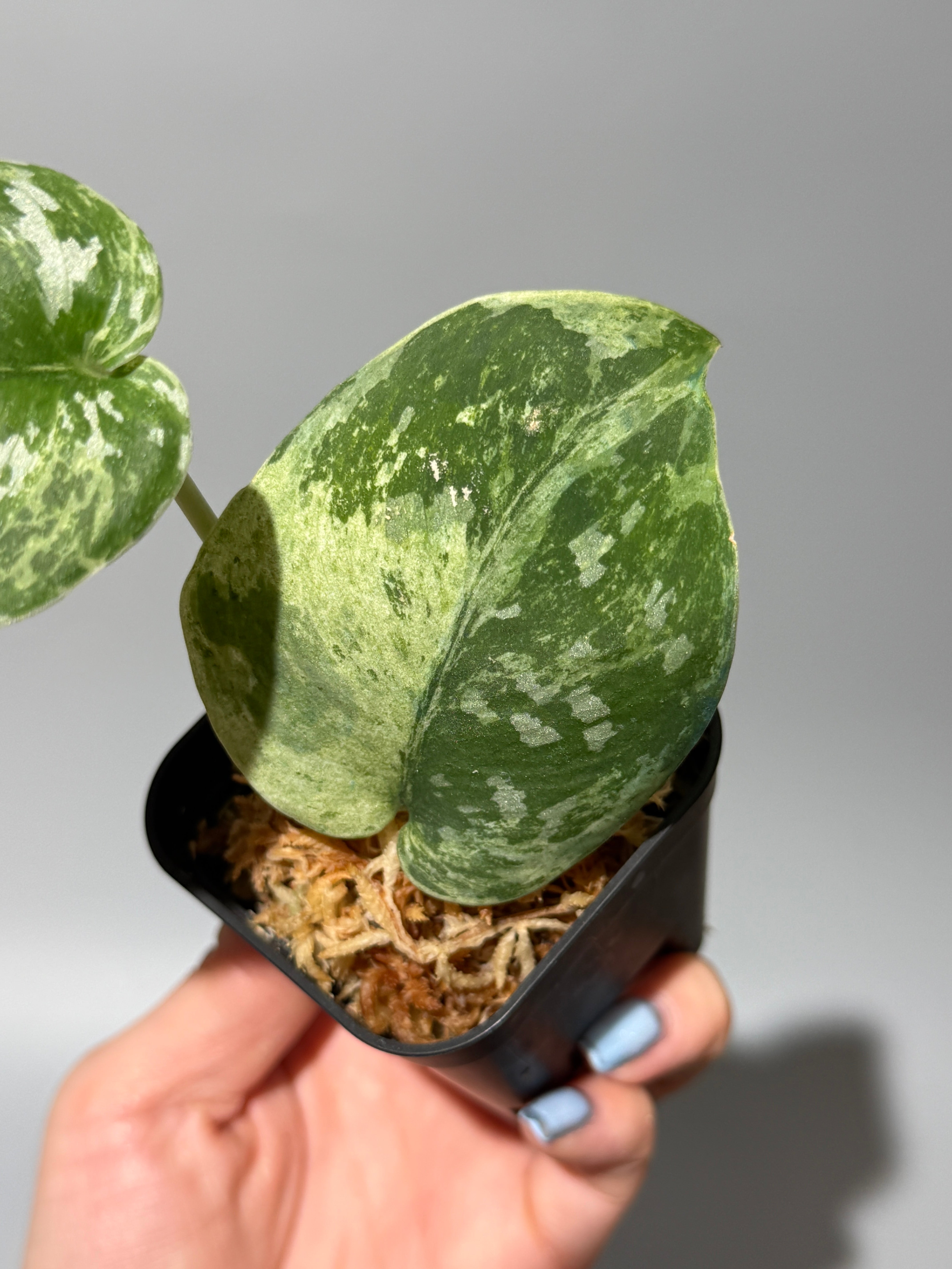 All Plants – Nakayama-Plants