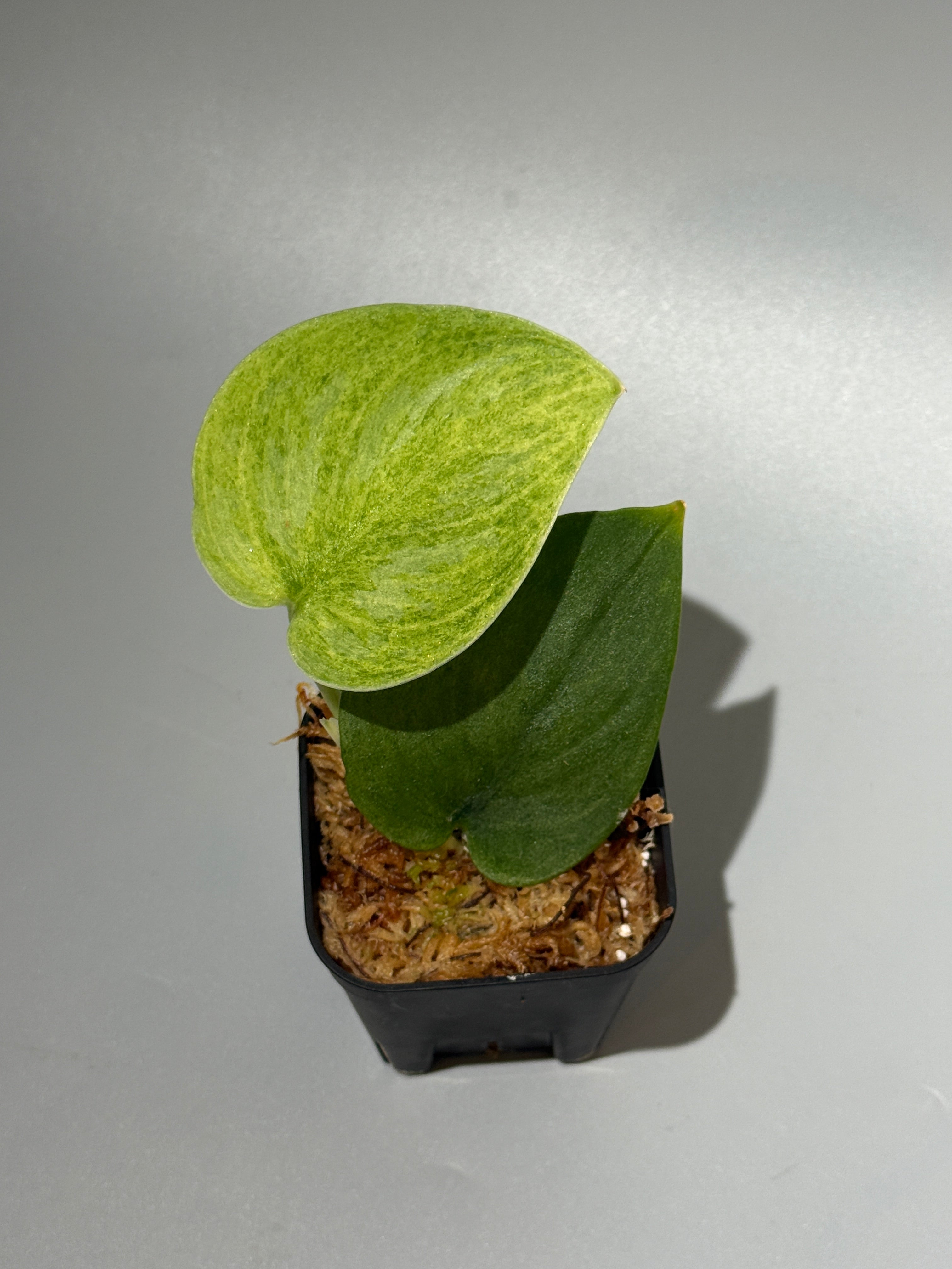 スキンダプサス SALE B4 Scindapsus – Canopy Plant Co.