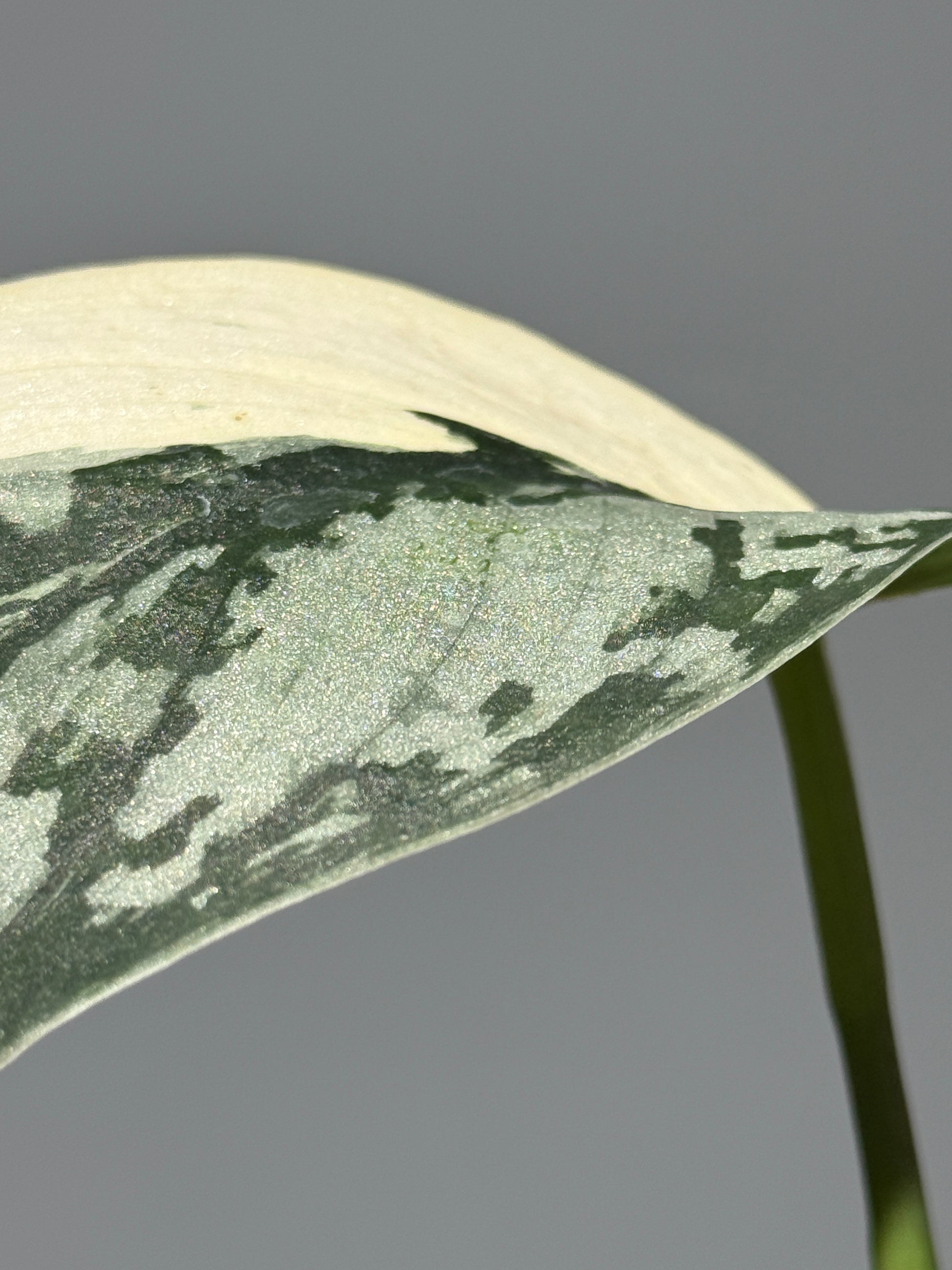 スキンダプサス マリポーサ / Scindapsus Mariposa (2)