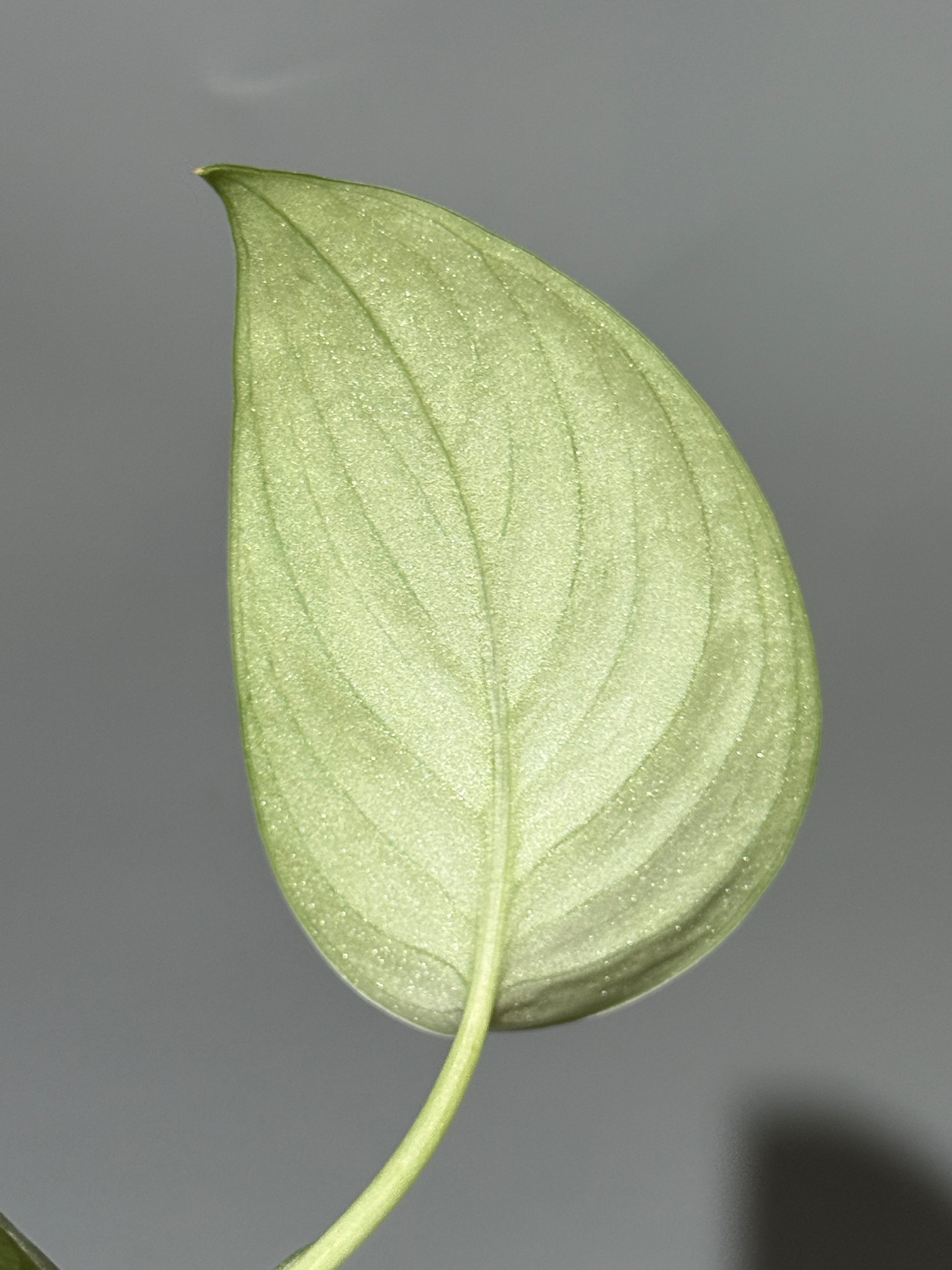 スキンダプサス グリーンベイン / Scindapsus Green vein (2)
